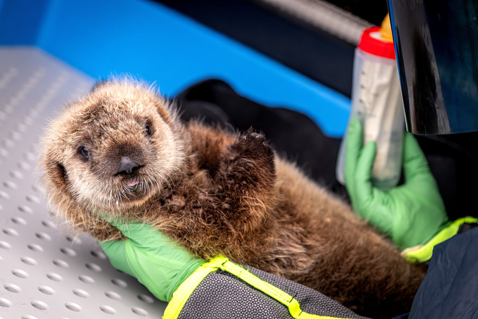 Sea otter pup lays on back looking straight on, is held by a member of the Sea Otter Program who holds a baby bottle in their green-gloved hands.