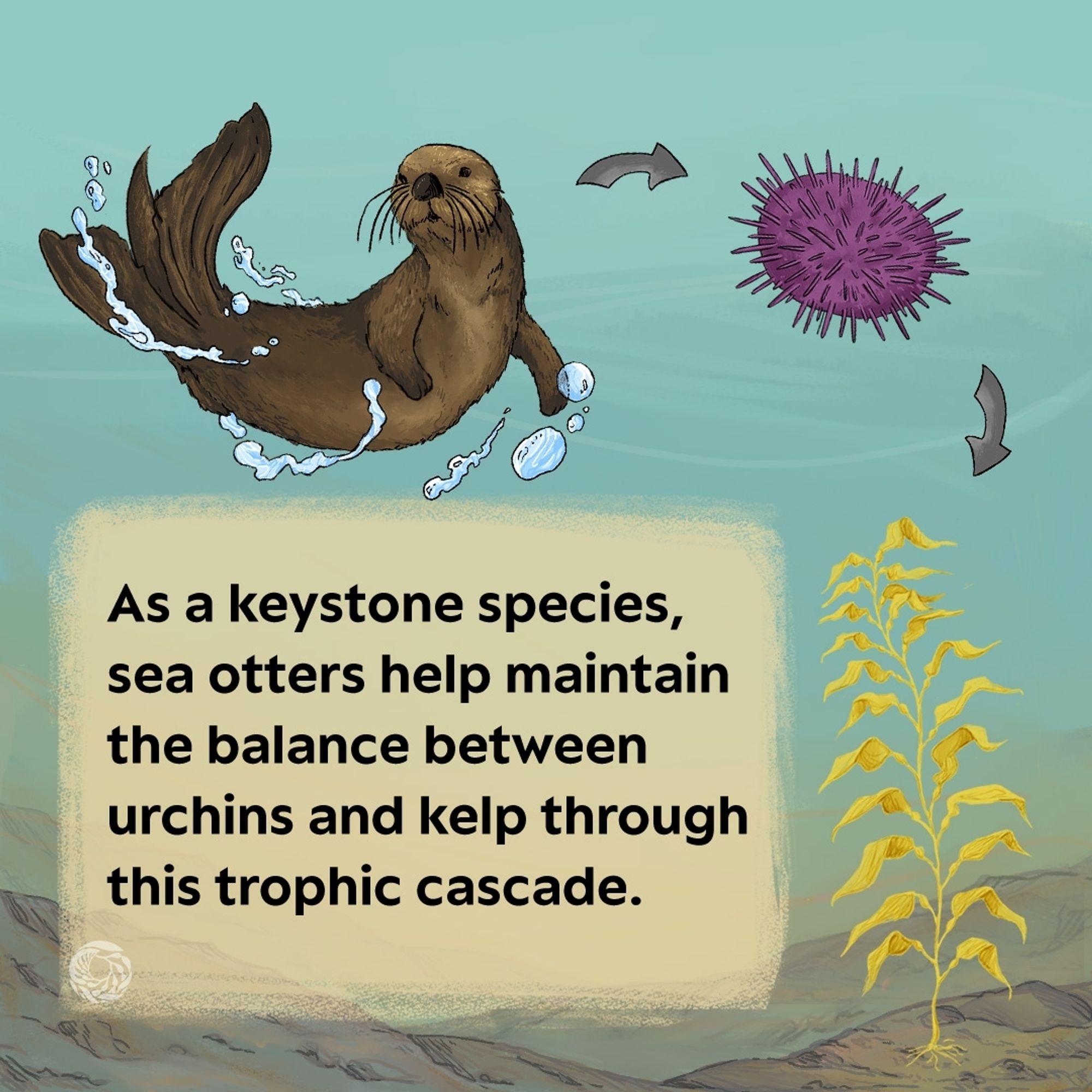 The final panel of the comic has the same diagram of sea otter, sea urchin, and kelp forest as the first slide. The text in the lower left corner of the image reads as a keystone species, sea otters help maintain the balance between urchins and kelp through this trophic cascade.