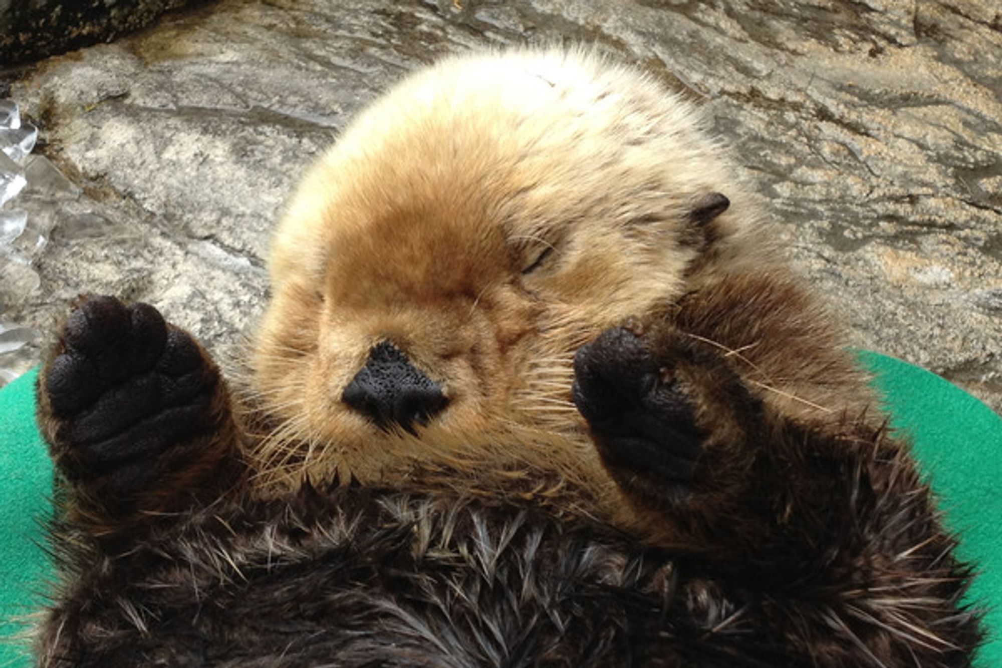 A sea otter laying on a green enrichment tool with eyes closed resting and paws raised in the air