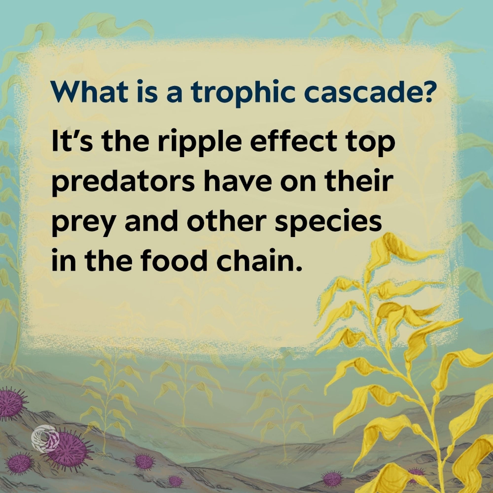 Panel two of the comic shows a zoomed in illustration of a golden stalk of kelp on the right hand side of the image. A few sea urchins have covered the rock and the sandy formation of the sea floor. The text on the image reads what’s a trophic cascade? It’s the ripple effect top predators have on their prey and other species in the food chain.