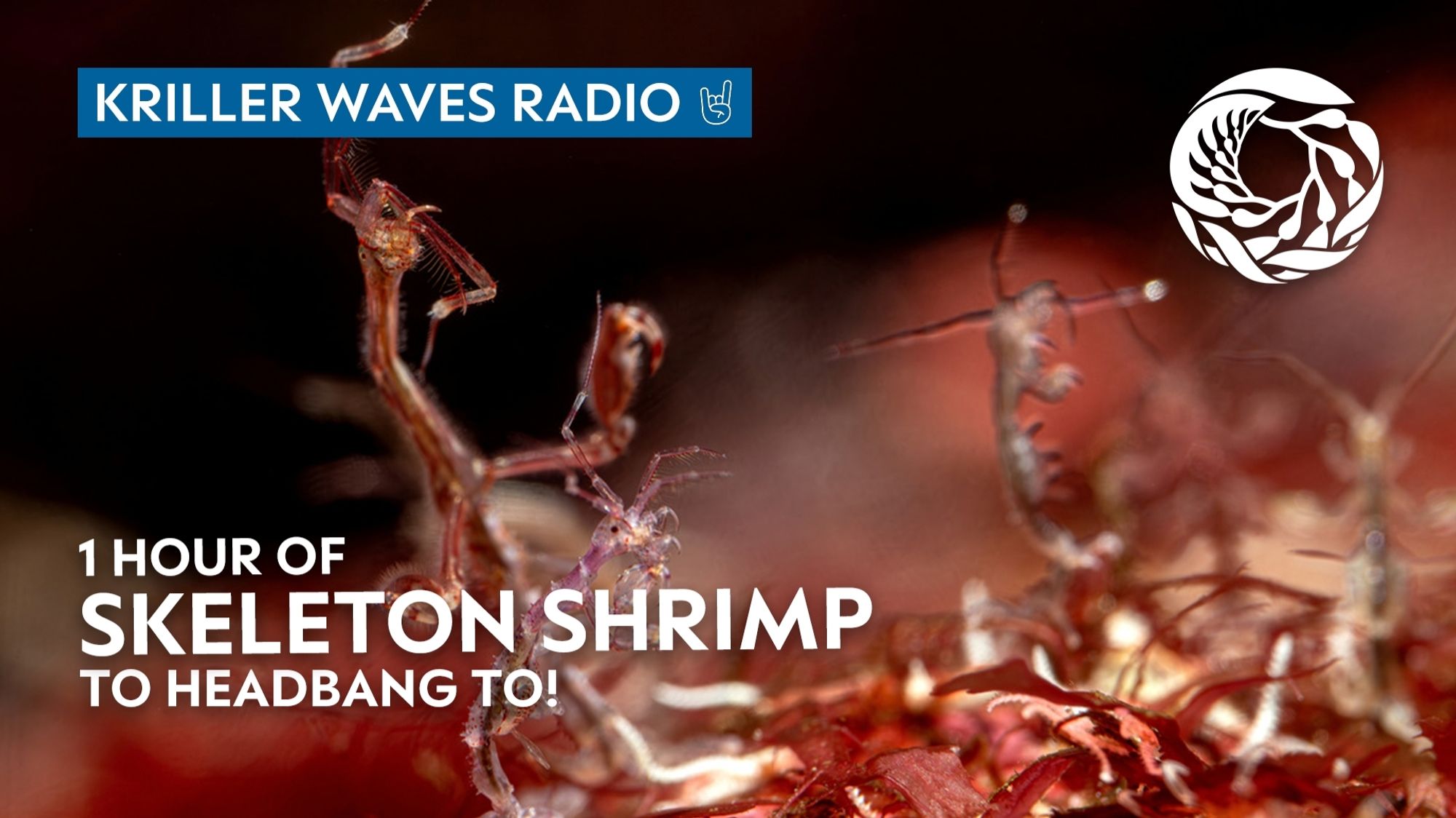 Two skeleton shrimps are holding tightly to rustic red algae. The skeleton shrimp on the left side is in focus and closer to the viewer. The shrimp on the right side is standing farther away, slightly blending into the black and hazy red blurred background. Text on the image in the upper left corner says Krill Waves Radio with a shrimp icon and in the lower left corner says 2 hours of cleaner shrimp to race and head bang to.