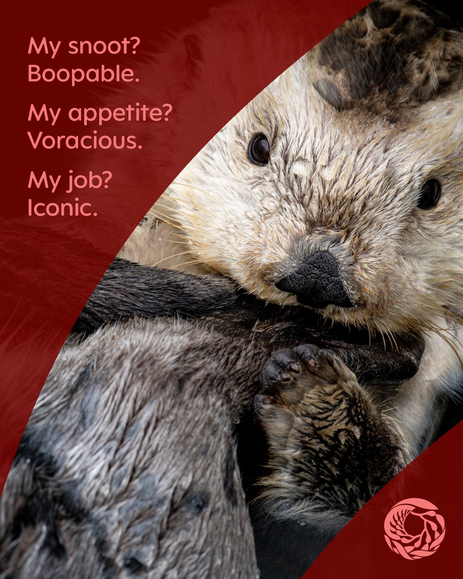 A closeup of a sea otter grooming its hind flipper with its mouth and front paws. A red overlay includes a Monterey Bay Aquarium logo in the bottom right corner with text in the top left that reads, “My snoot? Boopable.
My appetite? Voracious.
My job? Iconic.”