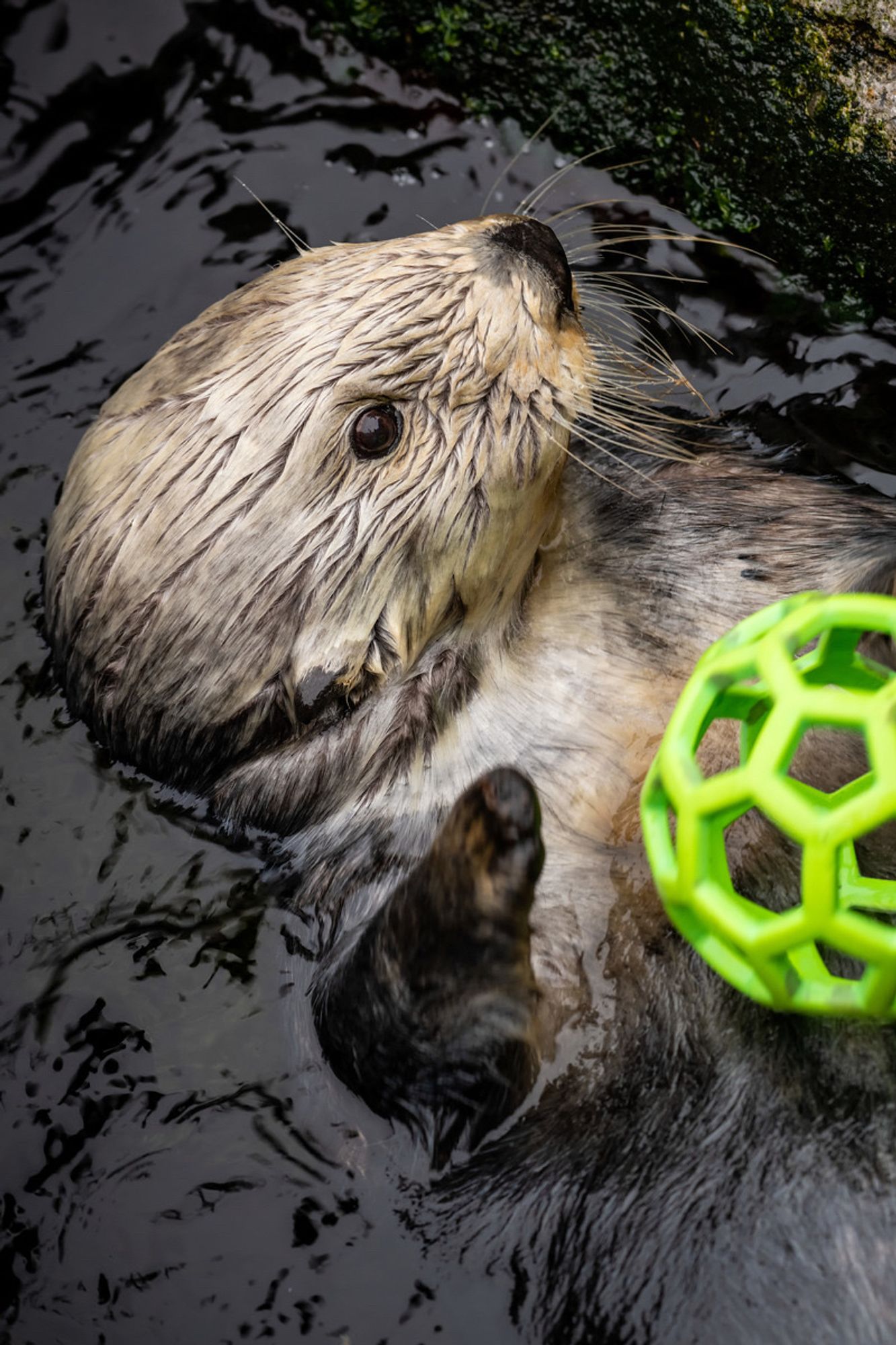 We’ll be going LIVE tomorrow morning at 8:30 AM PST for a special otter enrichment and Q+A with Melanie, curator of mammals, for Rosa’s Birthday!