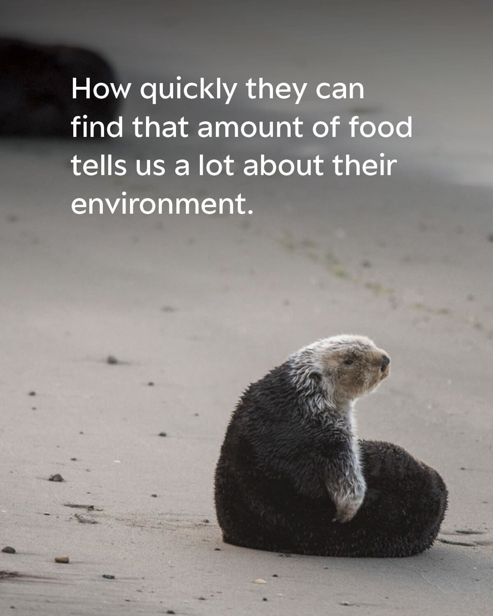 A sea otter sitting on the beach staring out into the distance. The text on the image reads: How quickly they can find that amount of food tells us a lot about their environment.