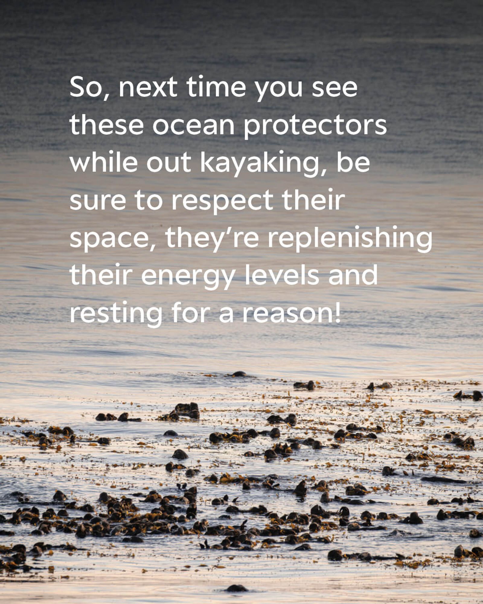 A raft of sea otters floating in the ocean surrounded by kelp beds. The text on the image reads: So, next time you see these ocean protectors while out kayaking, be sure to respect their space, they’re replenishing their energy levels and resting for a reason!