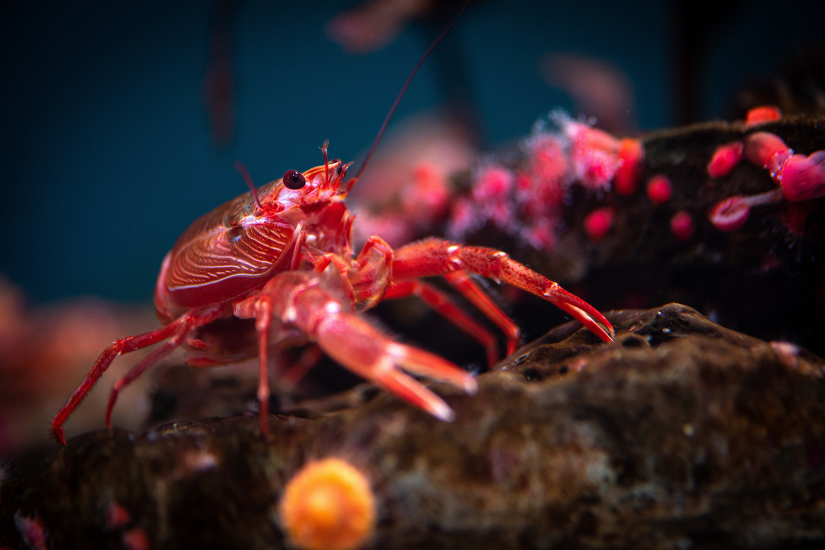 A vibrant pelagic red crab is perched on a rocky outcrop, with its large claws and legs spread out to balance the crab on the uneven surface. In the blurred background, a row of pink strawberry anemone is spread like pink polka dots on the rocky surface behind the crab.