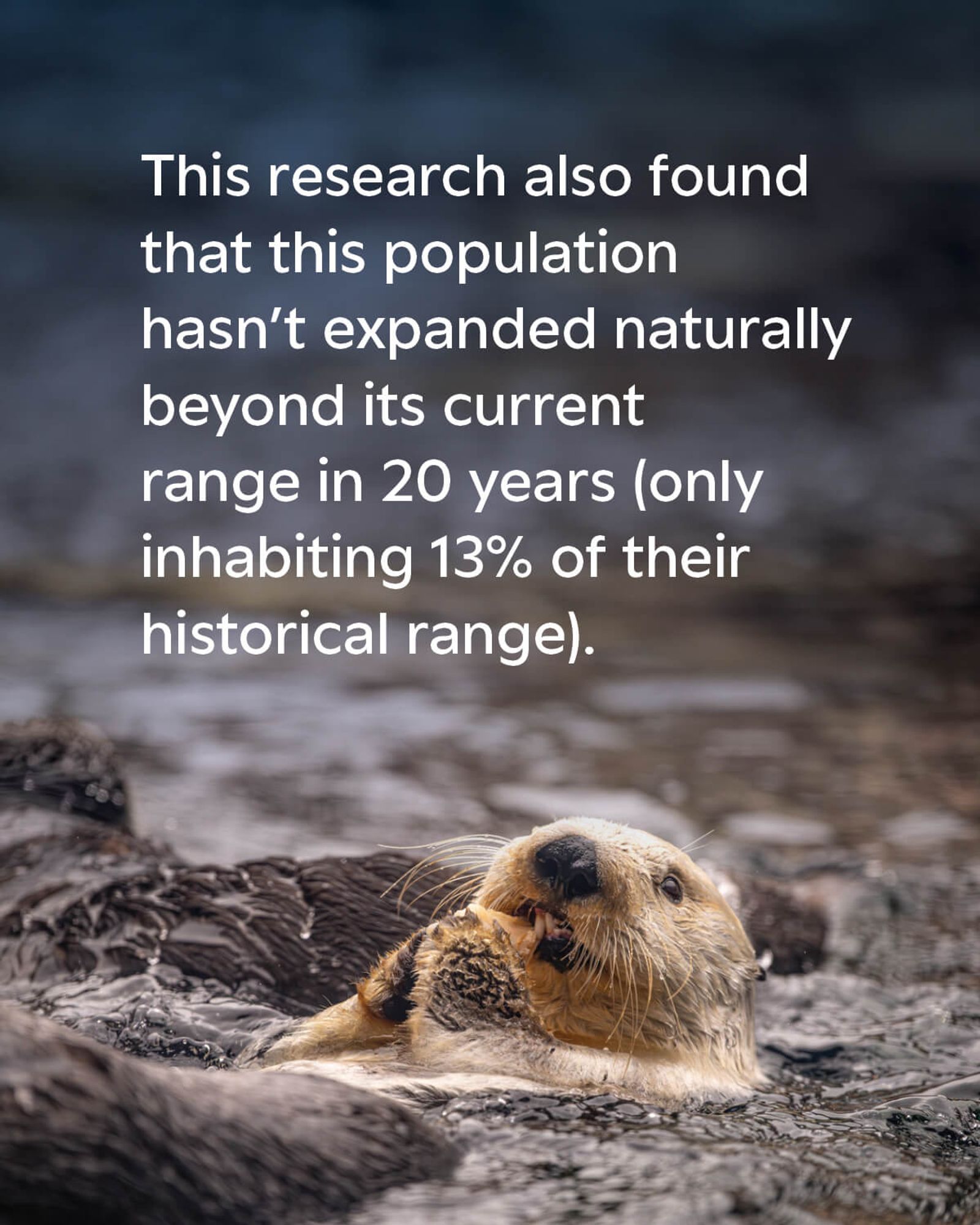 A sea otter floating in the water eating some food and looking up towards the sky. The text on the image reads: This research also found that this population hasn't expanded beyond its current range in 20 years (only inhabiting 13% of its historical range).