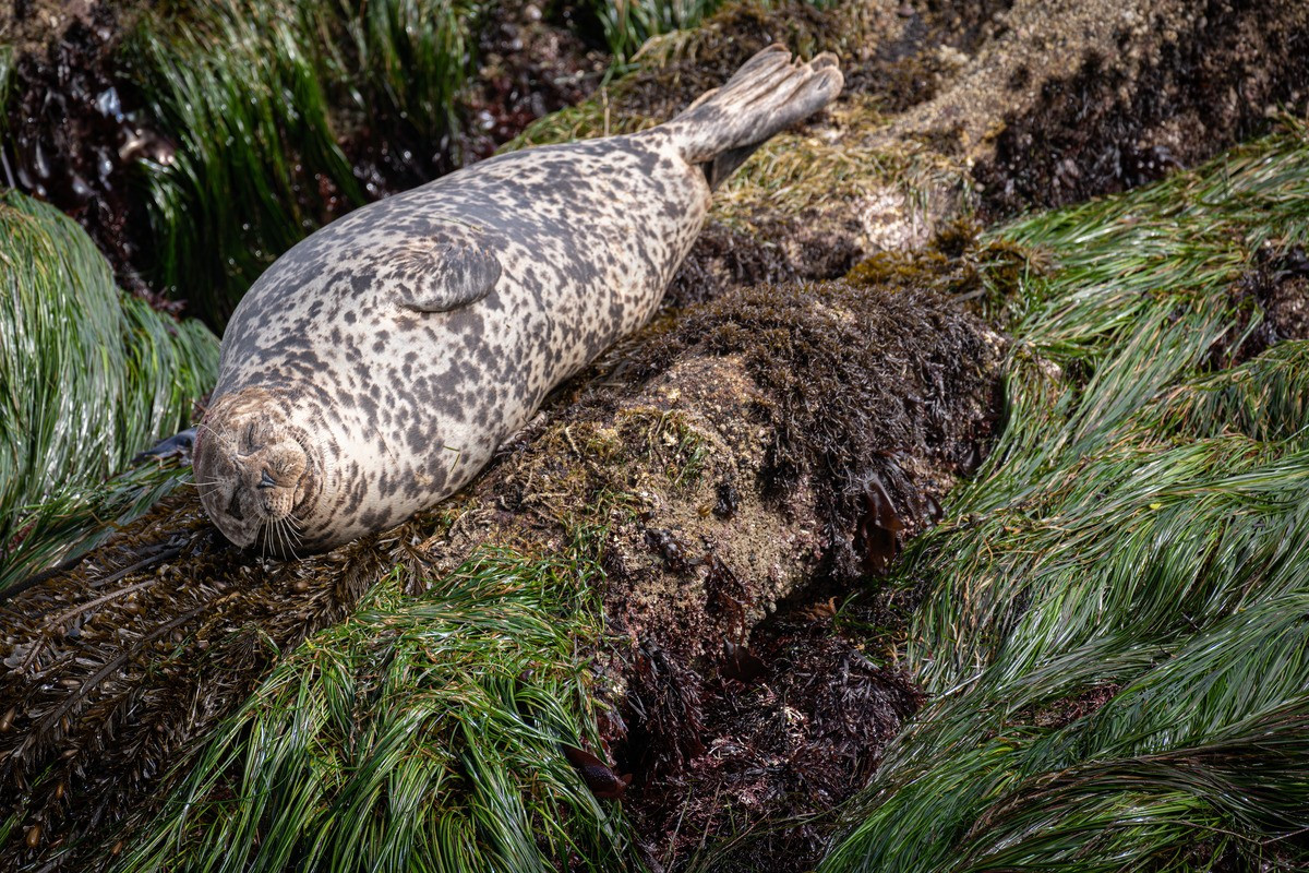 A harbor seal rests on rocks and seagrass at low tide