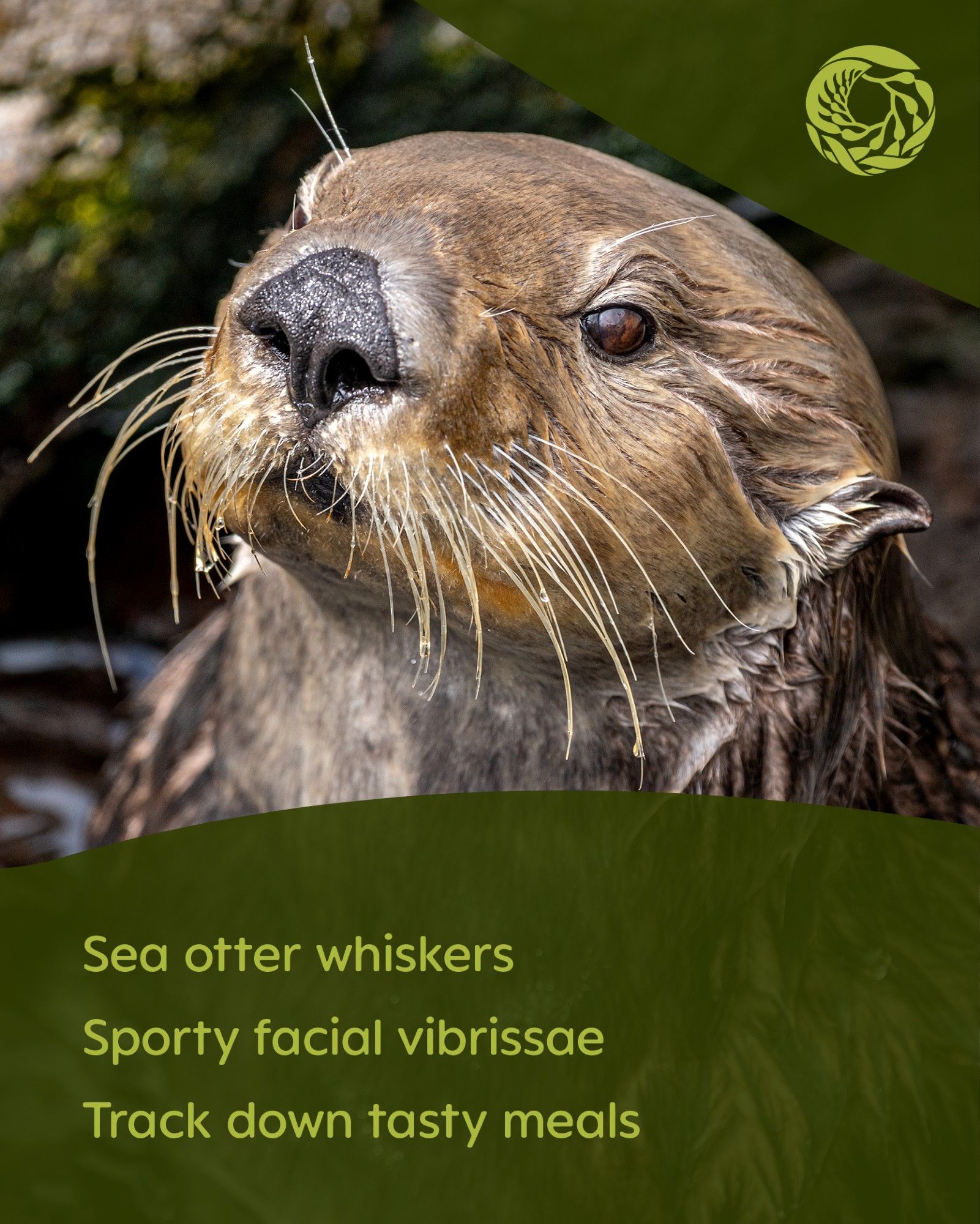 A closeup of a sea otter’s face, showing off several translucent whiskers adorning a black nose. An olive-green overlay includes a Monterey Bay Aquarium logo in the top right corner with text on the bottom left that reads, “Sea otter whiskers
Sporty facial vibrissae
Track down tasty meals”