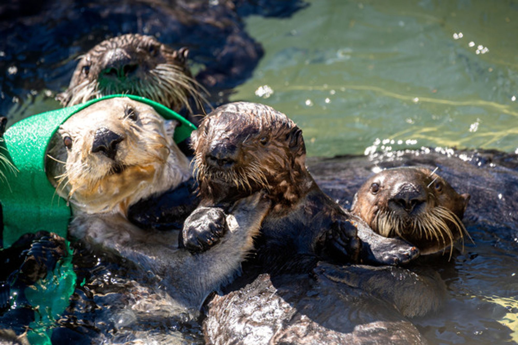 Surrogate sea otter protects and holds a rescued pup as part of the Sea Otter Rescue program. Two other sea otters also group around the pup with their heads popping out of the water and staring at the camera.