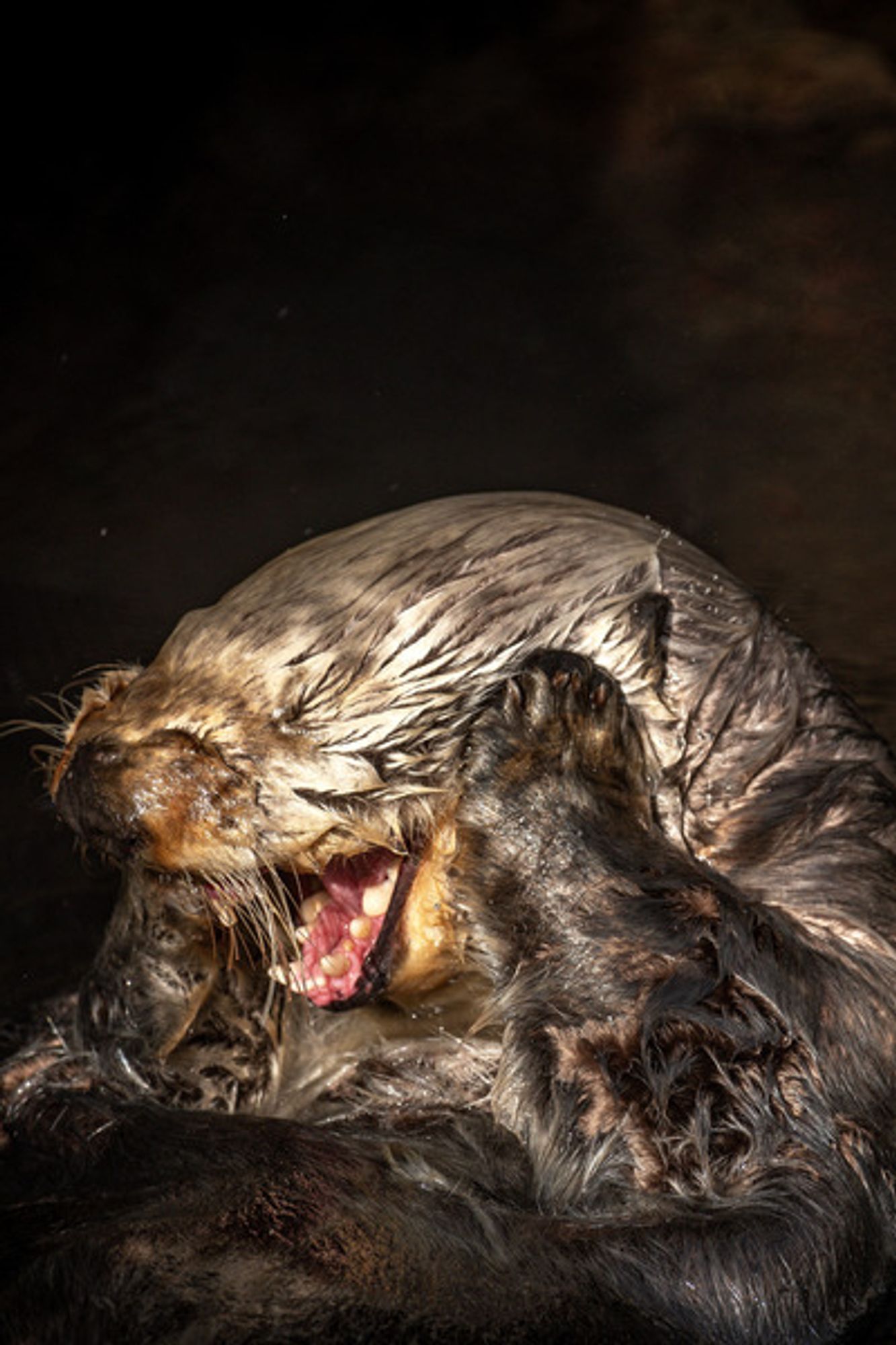 A brown sea otter grabbing its face with paws and opening its jaw almost as if yawning.