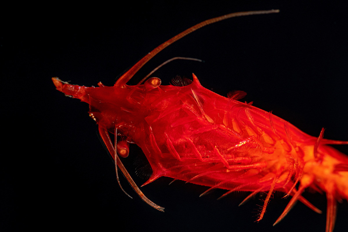 A striking sanguine giant red mysid from below, with elongated antennae and numerous visible limbs on its exposed abdomen, stands out in contrast against a deep, dark backdrop.