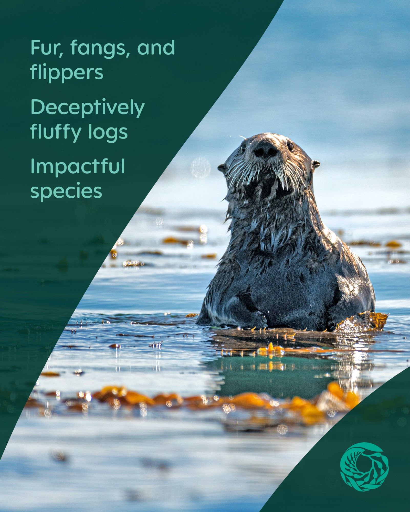 A sea otter floats upright at the water’s surface among golden giant kelp fronds. A turquoise overlay includes a Monterey Bay Aquarium logo in the bottom right corner with text in the top left that reads, “Fur, fangs, and flippers
Deceptively fluffy logs
Impactful species”