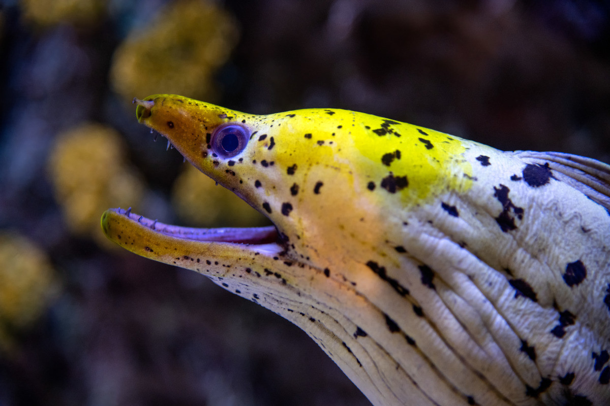 Perched up in a profile view, the close up of a Yellowheaded moray eel shows the fish with its  mouth slightly ajar, highlighting its distinctive yellow head adorned with dark, almost purple spots, against its light-hued skin.