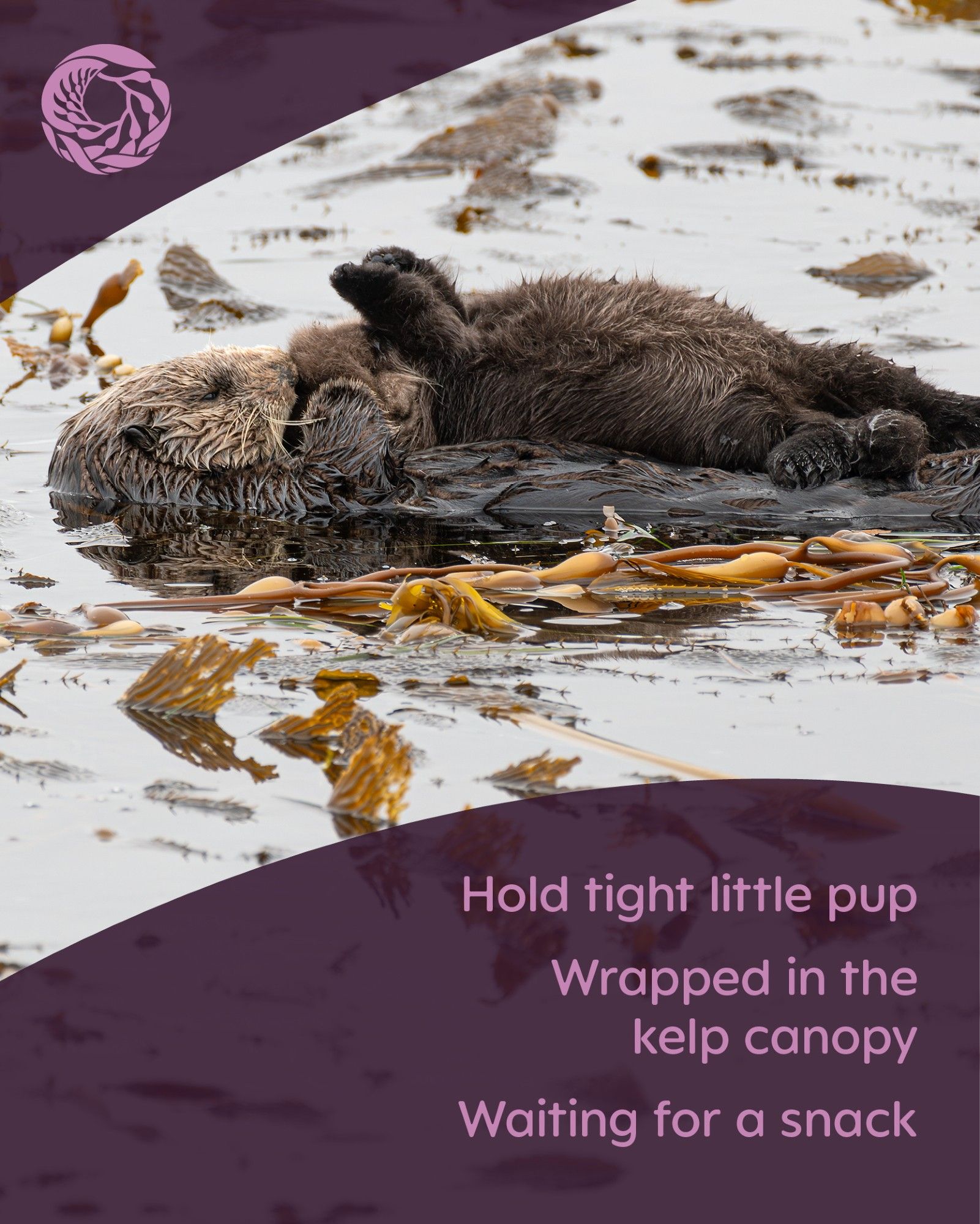 A sea otter mom floats on her back at the water’s surface with a pup on her chest reaching its paws upwards. A purple overlay includes a Monterey Bay Aquarium logo in the top left corner with text in the bottom right that reads, “Hold tight little pup
Wrapped in the kelp canopy
Waiting for a snack”