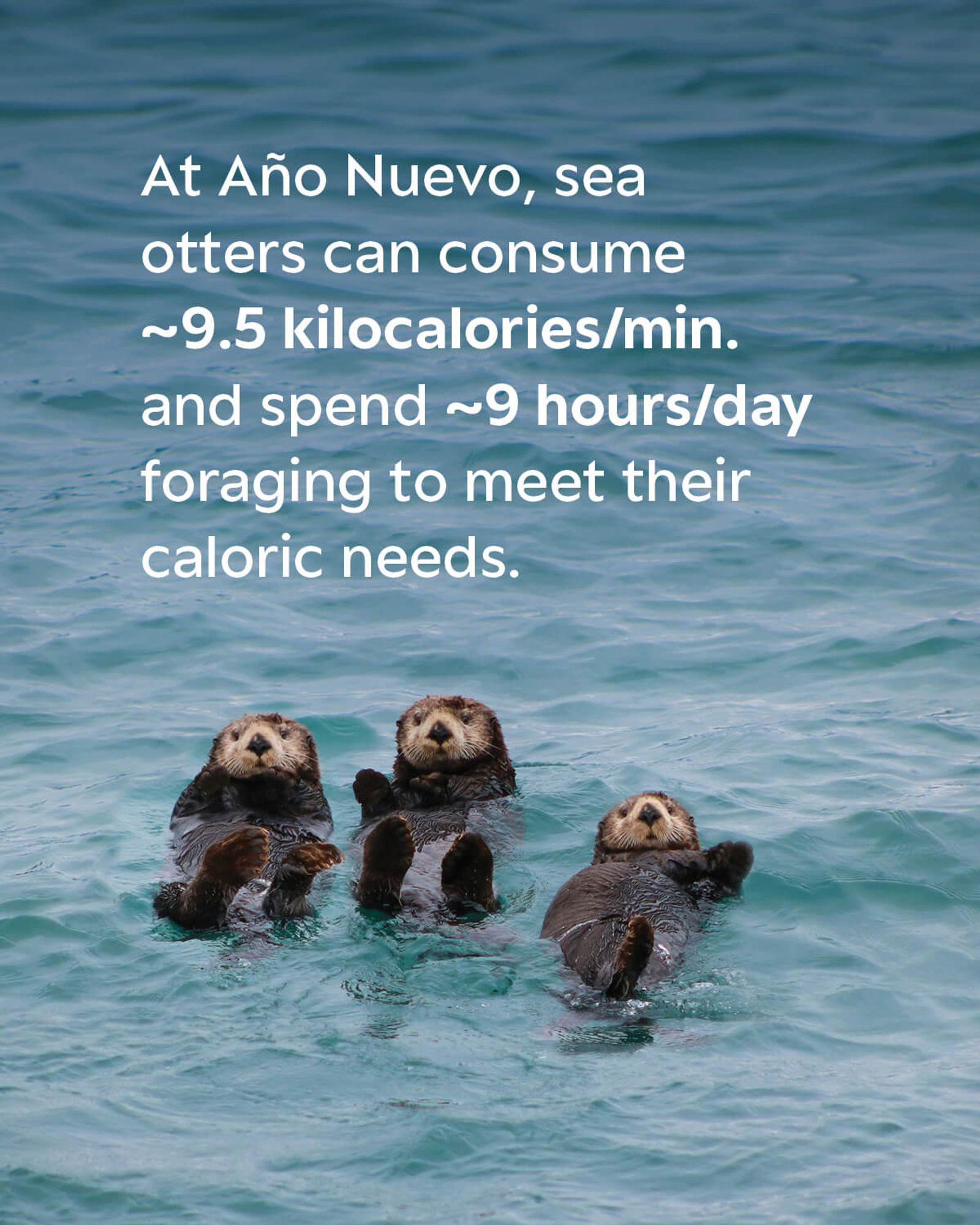 Three sea otters floating in the ocean with their paws above the water. The text on the image reads: At Año Nuevo, sea otters can consume ~9.5 kilocalories/min. and spend ~9 hours/day foraging to meet their caloric needs.