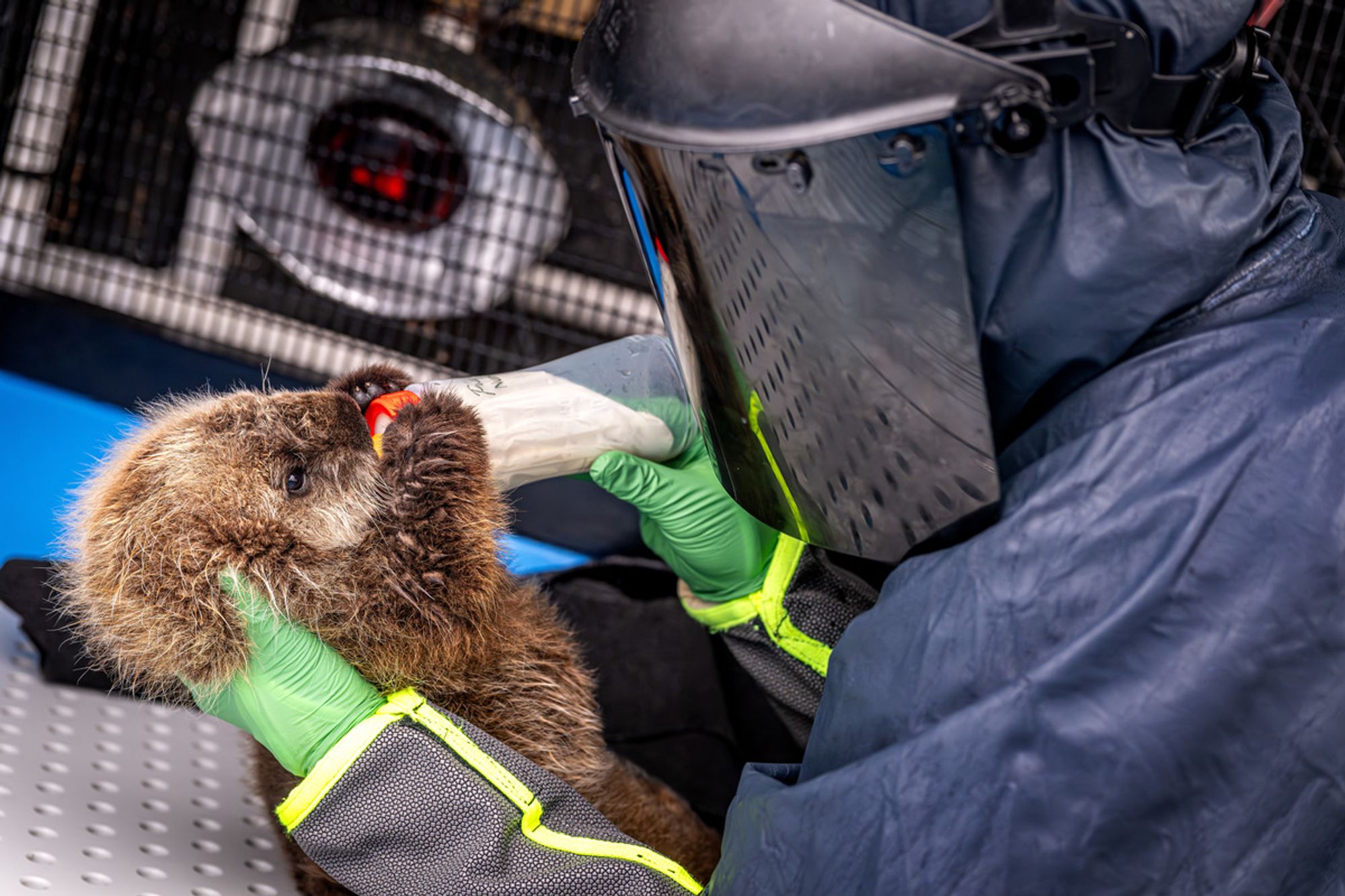 Rescued sea otter pup held by a member of the Sea Otter Program dressed in a Darth Vadar-like disguise (with a black cloak and a welding mask) bottle feeds the pup as it holds the end of the bottle.