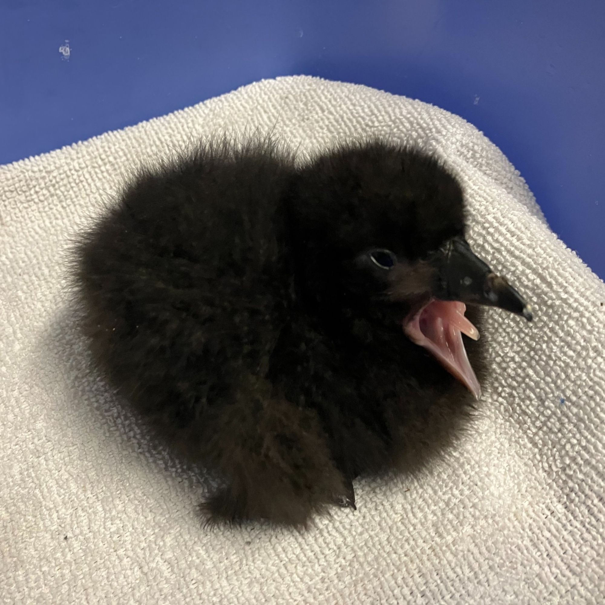 The fuzziest black bird imaginable (a young tufted puffin hatchling) sits on a white terrycloth towel in a blue bucket. Its legs are tucked up underneath it, making it look like just a floofy black orb, save for the soft pink of the inside of its black beak which is wide open, its little pink tongue sticking straight out in a photo-suspended scream? yawn? It's up for interpretation.