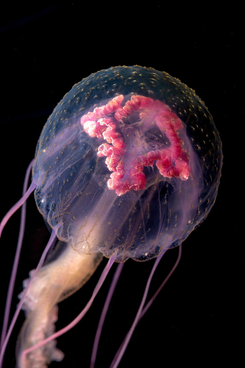 A mauve stinger jelly with a clear bell, and bright pink innards and tentacles drifts upwards against a black background in its exhibit in Into the Deep.