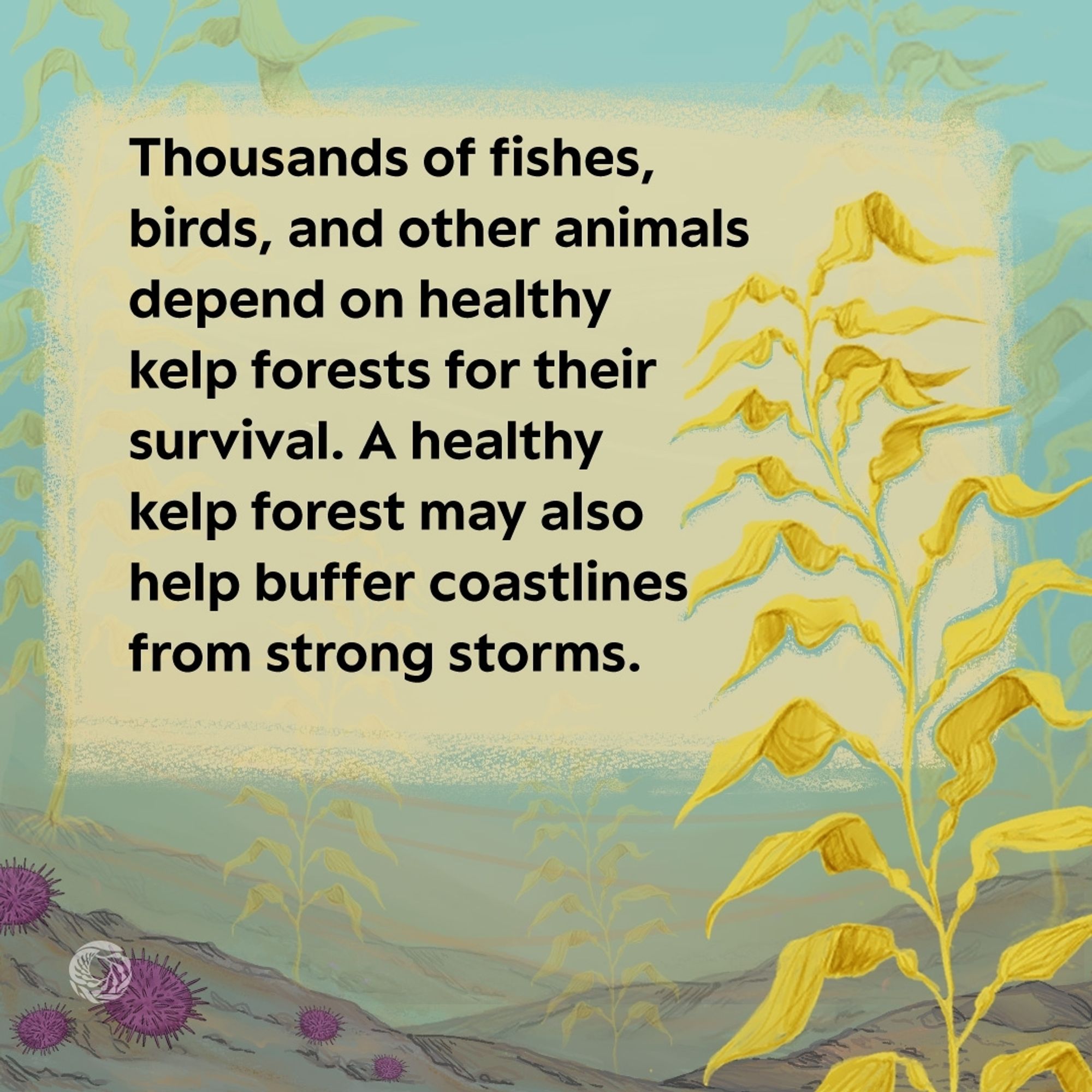 A  long stalk of golden kelp covers the right side of the image against the illustrated blue and green hues of the ocean floor background. The text on the image reads thousands of fishes, birds, and other animals depend on healthy kelp forests for their survival. A healthy kelp forest may also help buffer coastlines from strong storms.