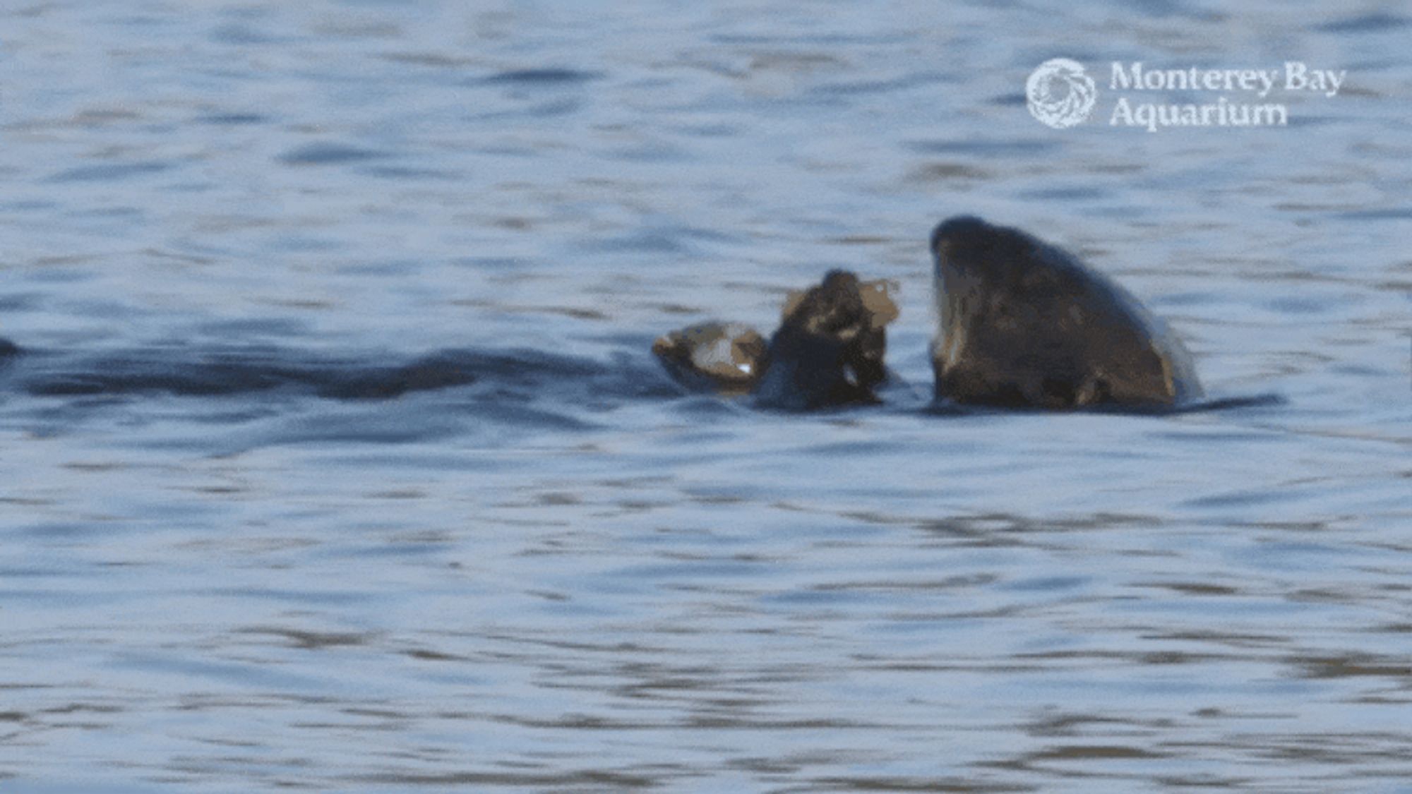 Southern sea otter floating on its back munching on a crab