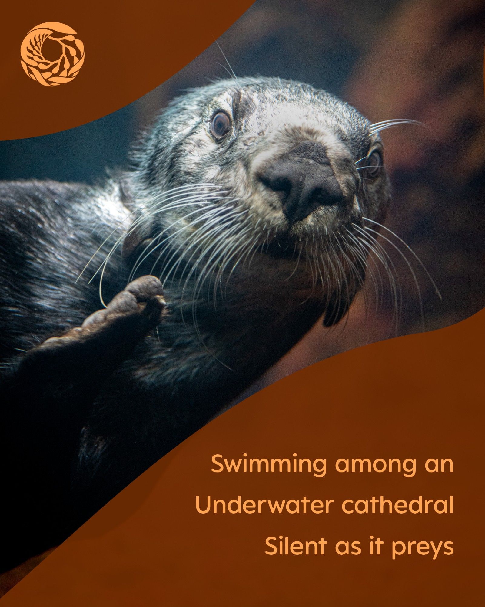 A sea otter looks directly at the viewer with one paw up as she swims underwater. A brown overlay includes a Monterey Bay Aquarium logo in the top left corner with text in the bottom right that reads, “Swimming among an
Underwater cathedral
Silent as it preys”