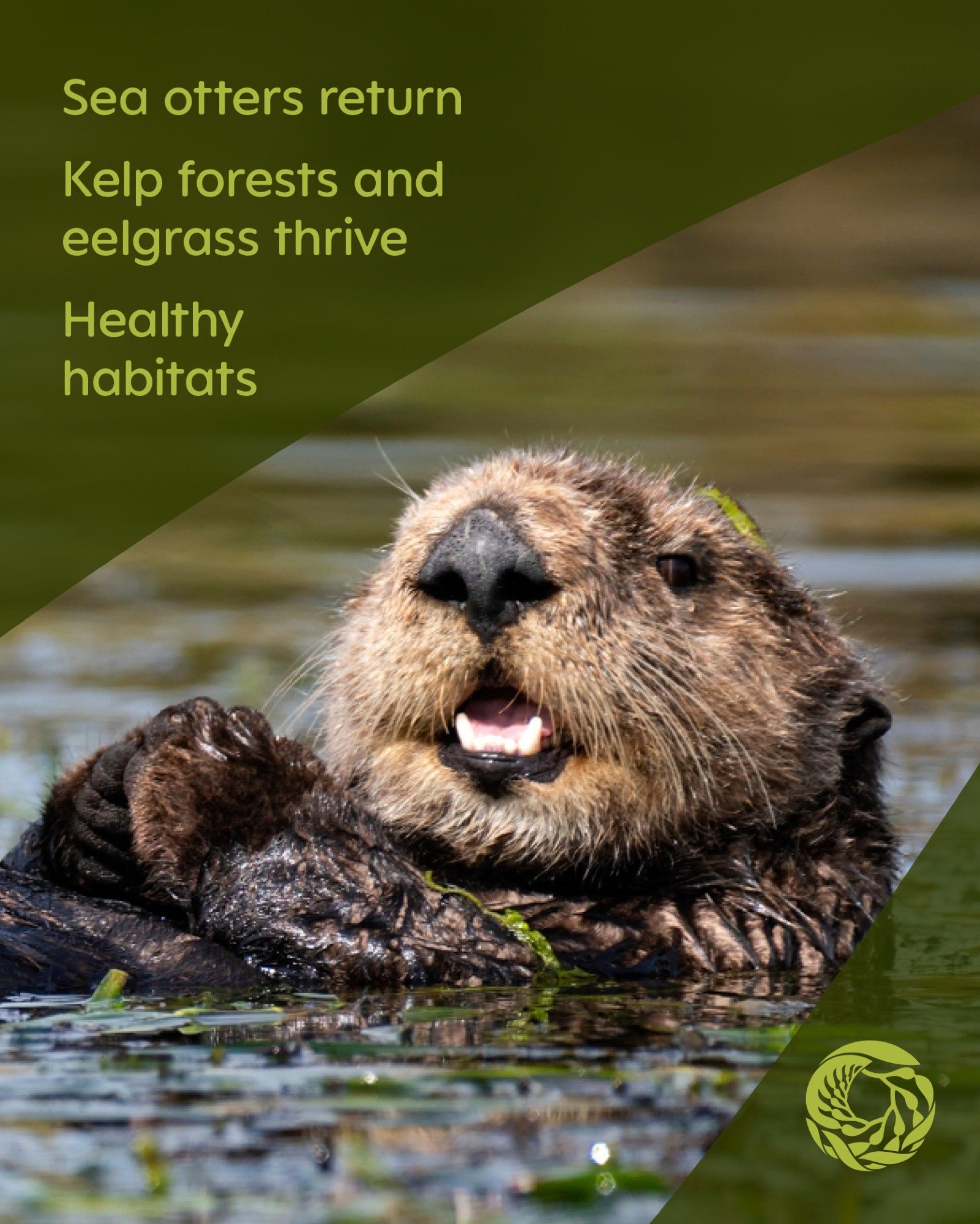 A sea otter floats at the water’s surface with its paws held together in front of it. A green overlay includes a Monterey Bay Aquarium logo in the bottom right corner with text in the top left that reads, “Sea otters return
Kelp forests and eelgrass thrive
Healthy habitats”