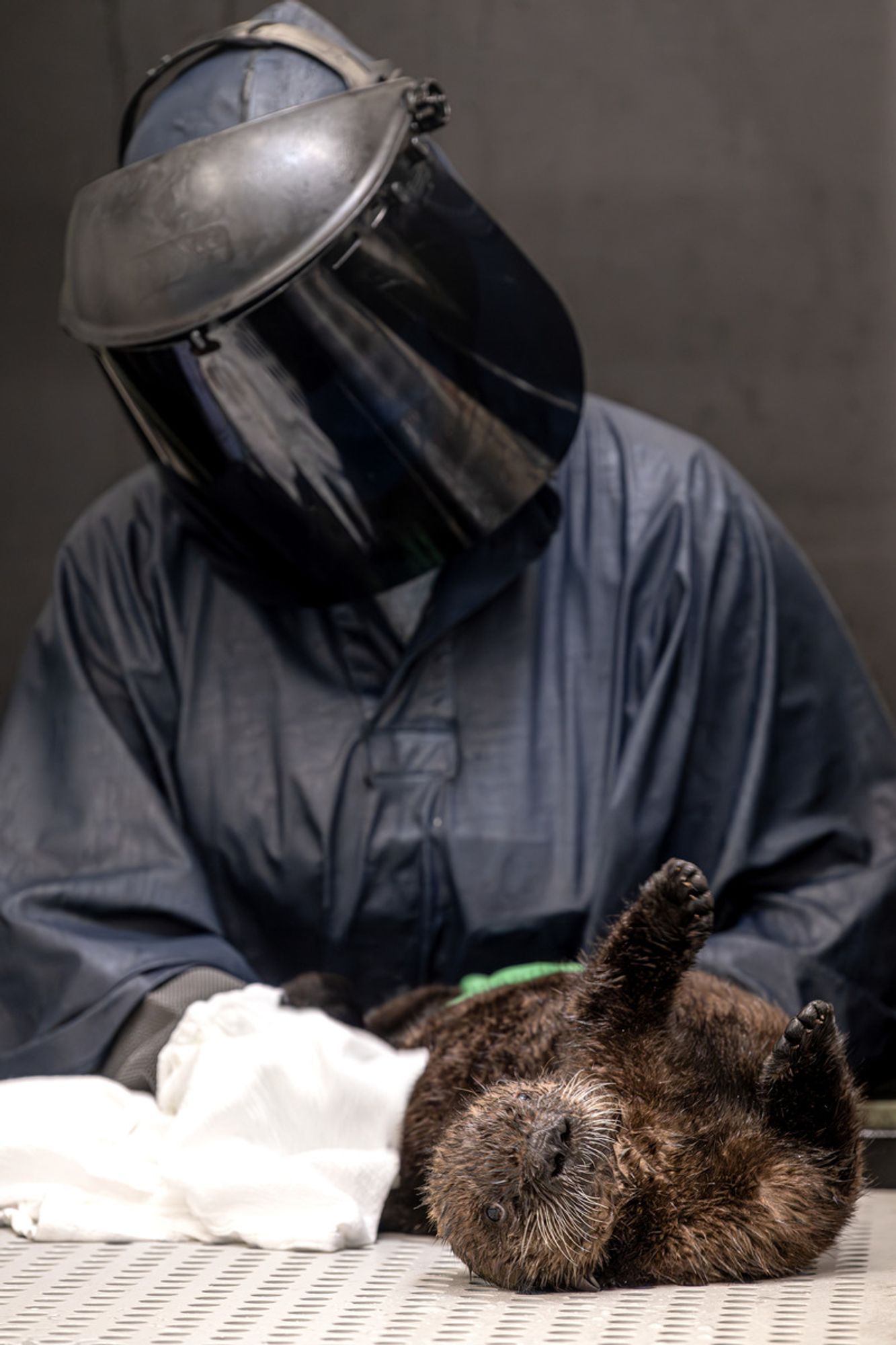 Rescued sea otter pup sits on a grate in the rehabilitation area being groomed with a towel by a Sea Otter Program team member dressed in a Darth Vadar-like disguise (with a black cloak and a welding mask).