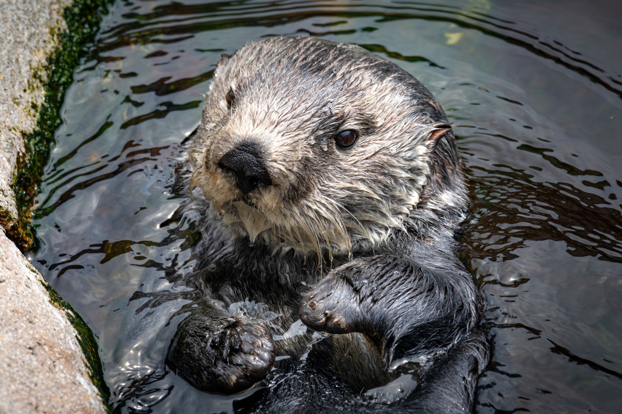 Sea otter Ruby looks off to the left while floating on her back with her paws out of the water