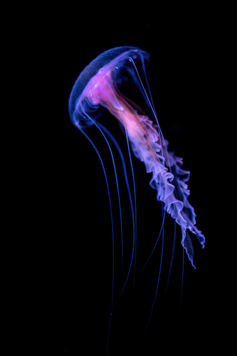 A mauve stinger jelly with a clear bell, and bright purplish-pink innards and tentacles drifts upwards against a black background in its exhibit in Into the Deep.