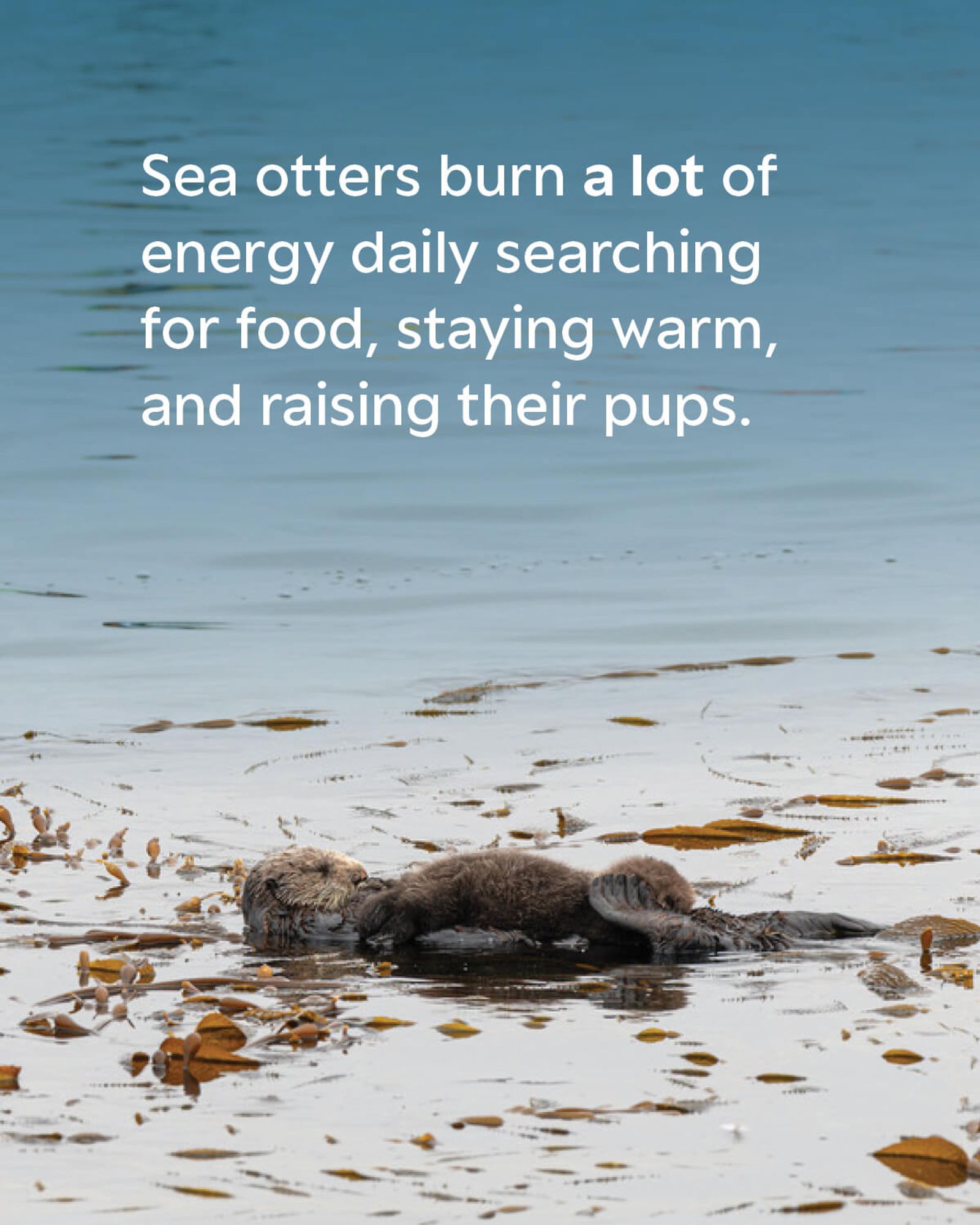 A sea otter with her pup laying on her stomach as they float among a bed of yellow and green kelp. The text on the image reads: Sea otters burn a lot of energy daily searching for food, staying warm, and raising their pups.