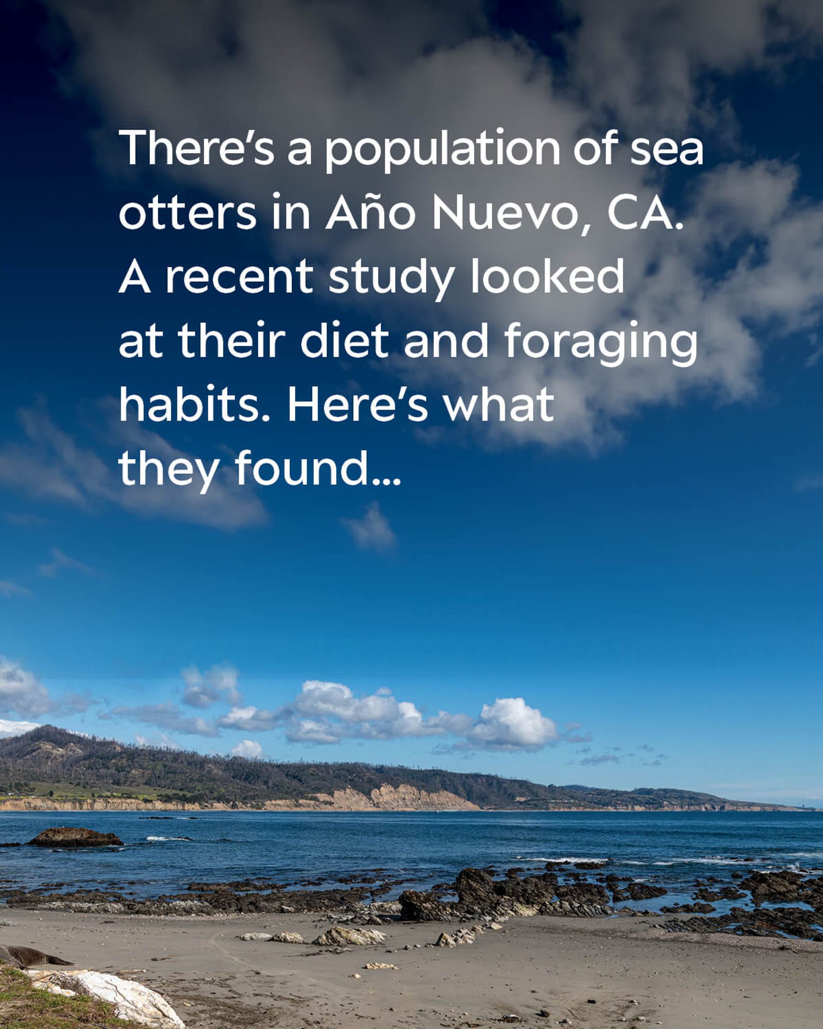 A beach with a blue ocean, rocks lining the beach, and mountains in the distance. The text on image reads: There's a population of sea otters in Año Nuevo, CA. A recent study looked at their diet and foraging habits. Here’s what they found…