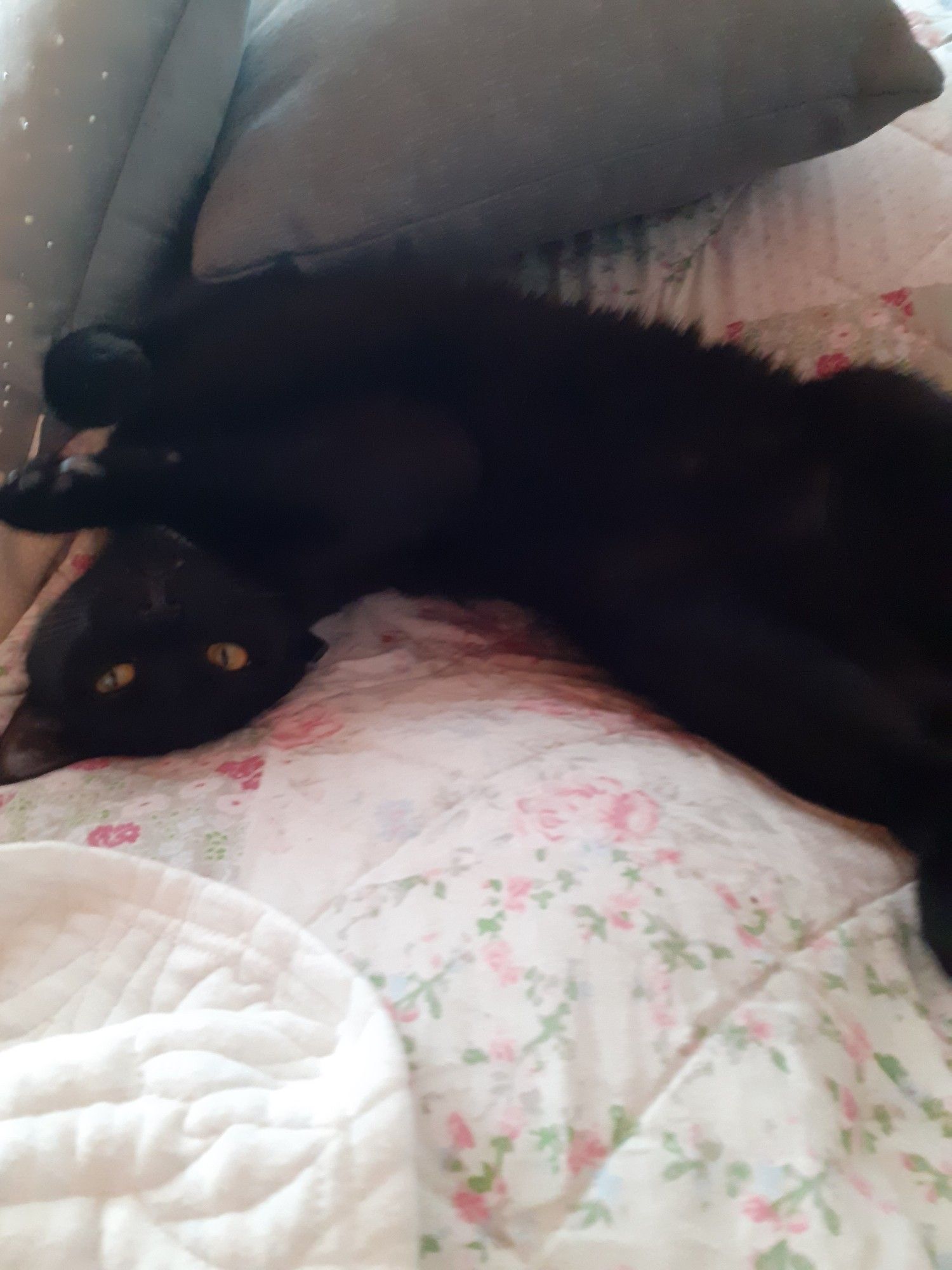 Silly void cat so cozy she rolls around