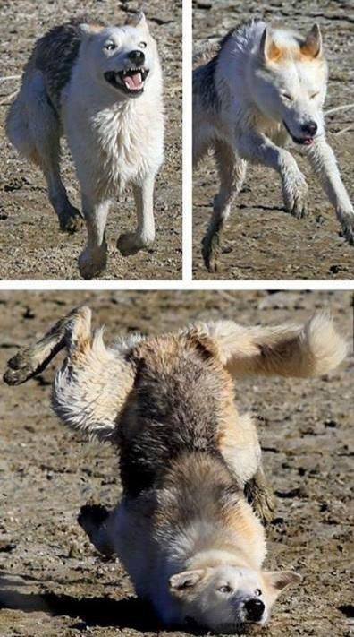 Three frames of a dog running happily in the mud. In the final frame, the dog has misstepped and has landed on its chin, its back legs splayed in the air.