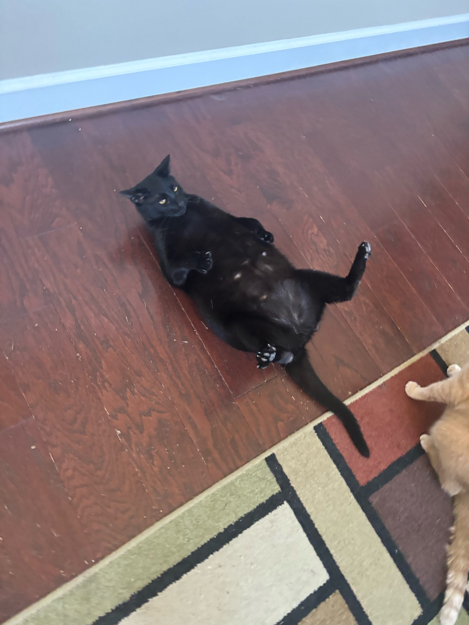 my silly stupid fat cat (Alastor) laying on his back like he’s giving birth