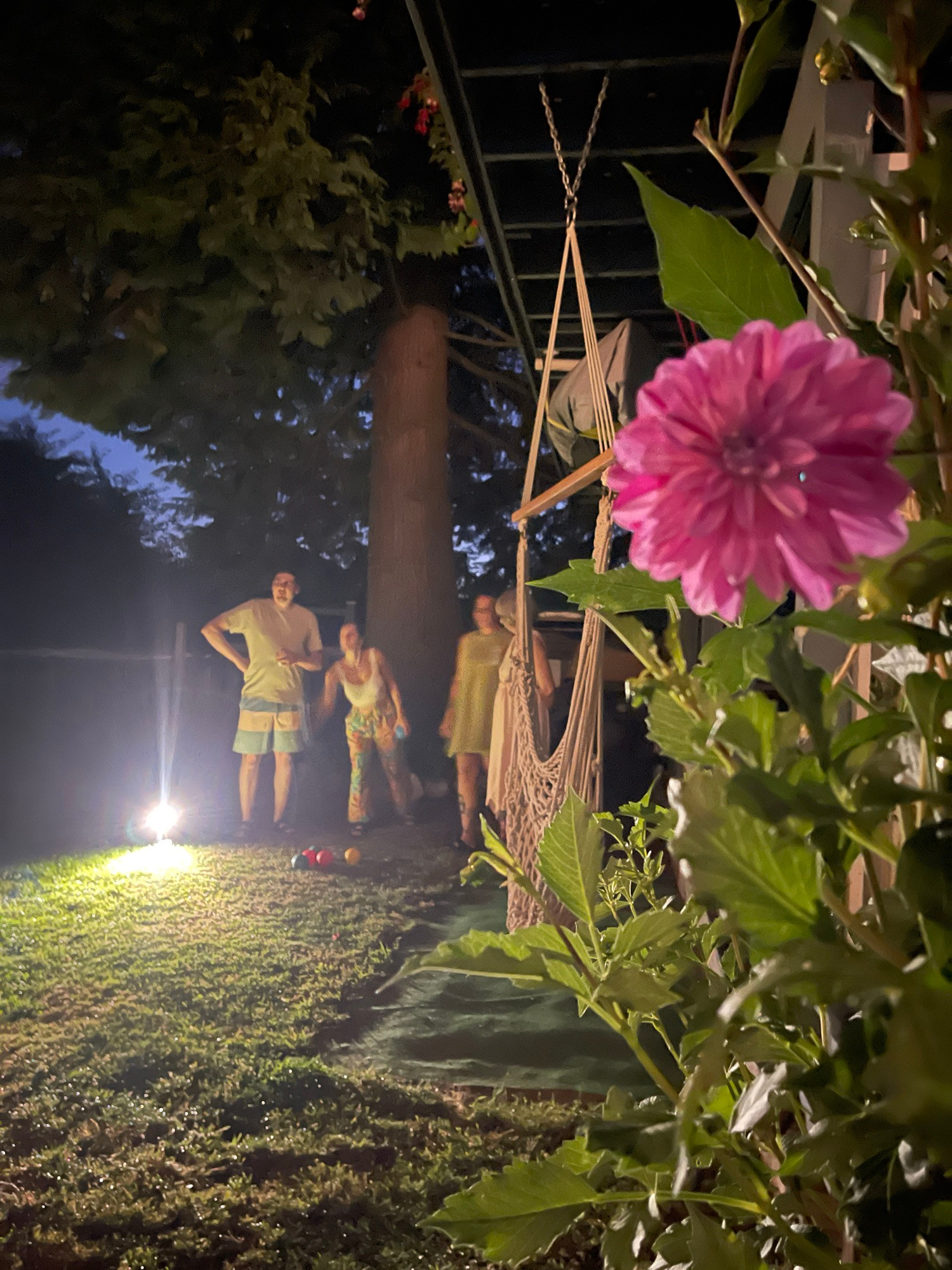 People throwing bocce balls by solar light & flashlight, and a Dalia flower in the foreground 