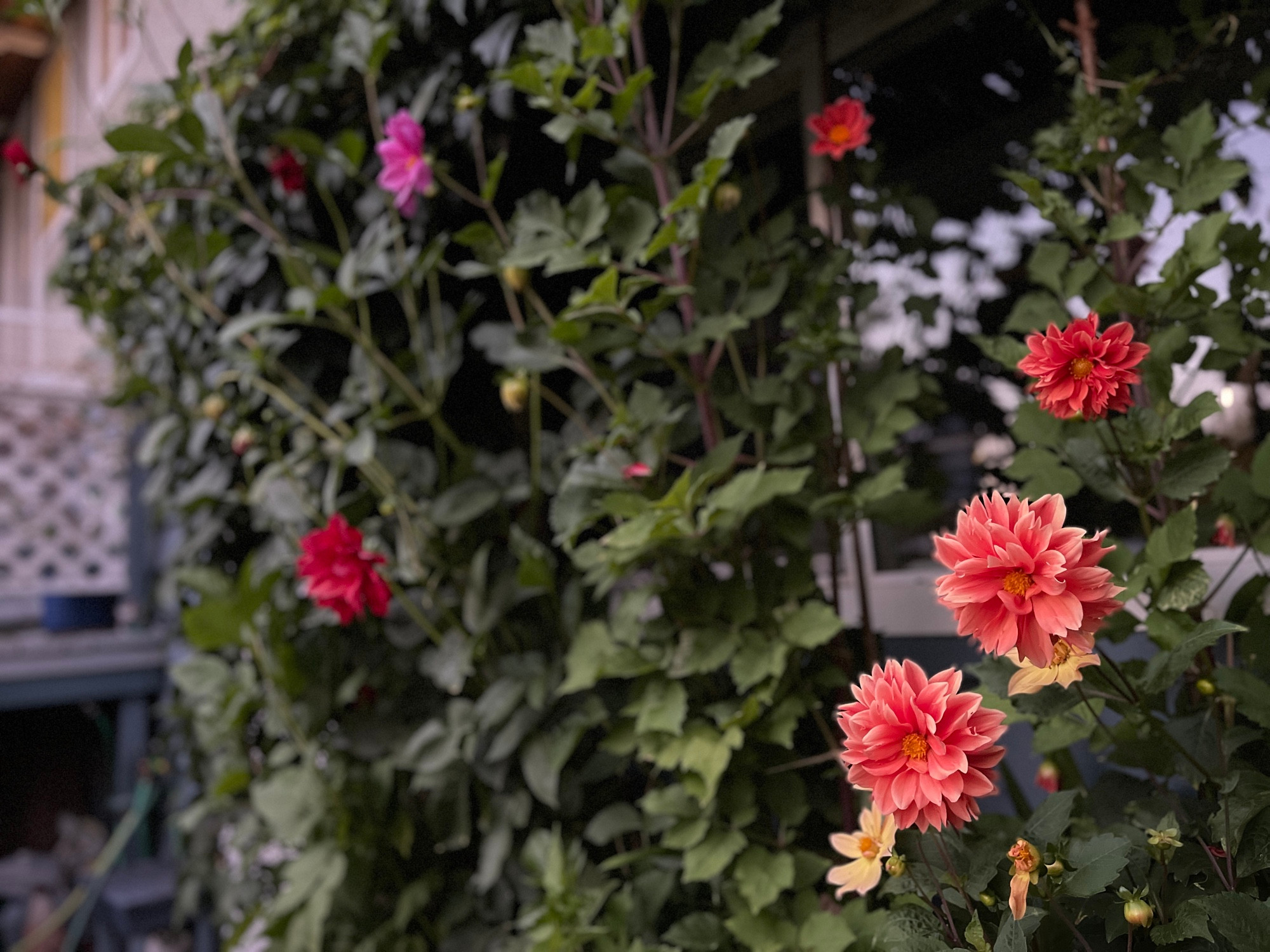 More flowers and creeping plants in my parents background 