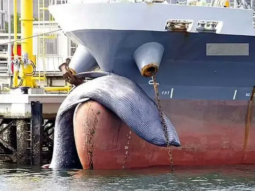 whale fatality - ship kills whale