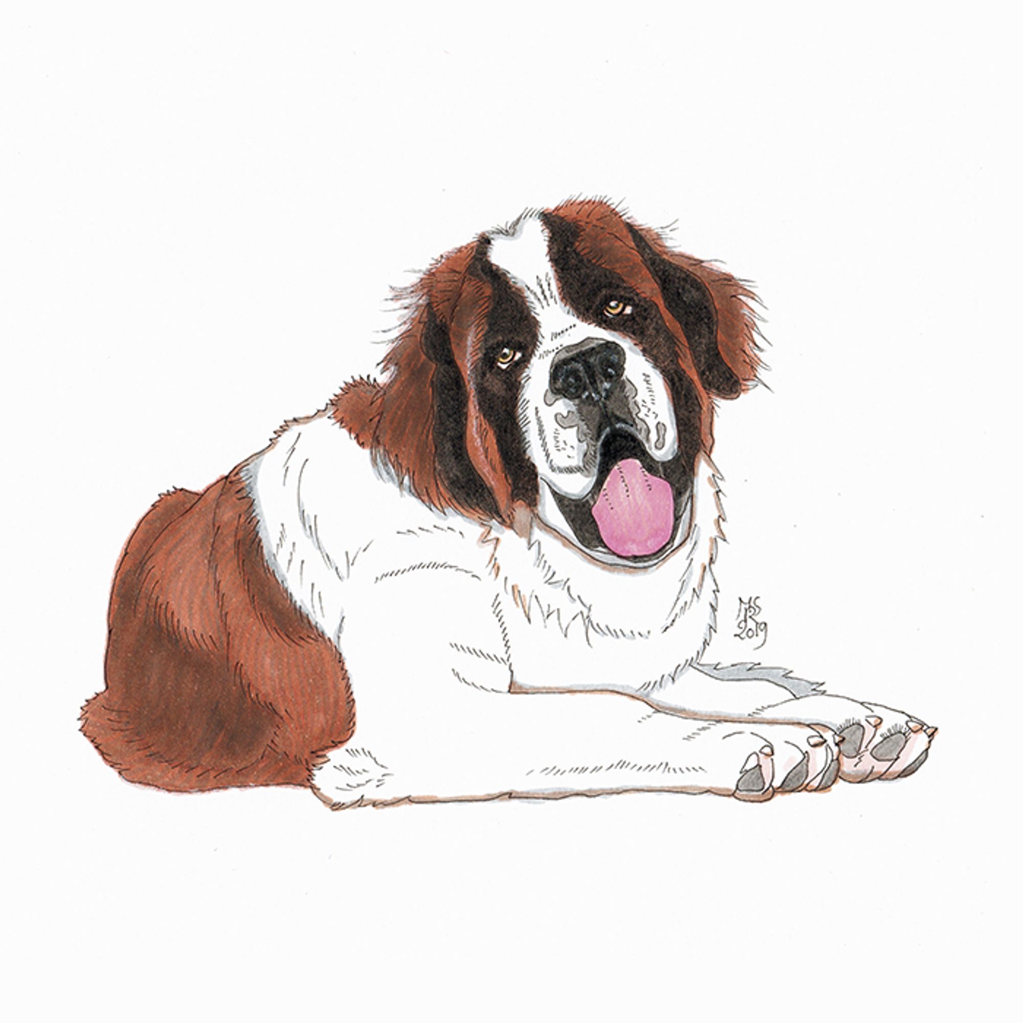 Ink and markers color drawing of a saint bernard dog. the dog has a white and reddish brown coat and is lying on the ground facing toward the right, two long front paws facing right, its head up and facing you. the dog head is slightly slanted to the left and its bery large pink tongue is lolling. its long ears are shaggy and it looks happy.