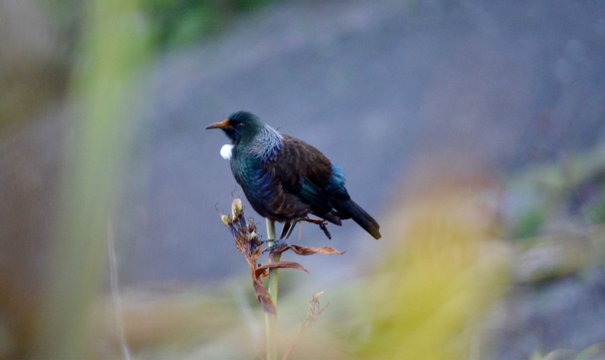 A tūī perches on a branch.