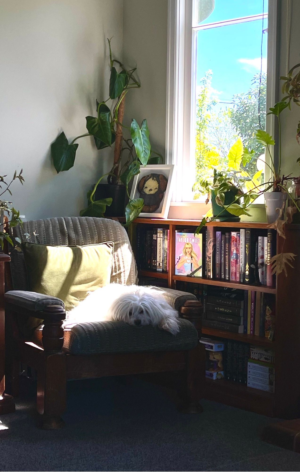 My small dog Houdini lounges on a green chair, tucked into the corner of the living room. There is a fully stocked bookshelf beside the chair and sunlight comes in from the window above the bookshelf.