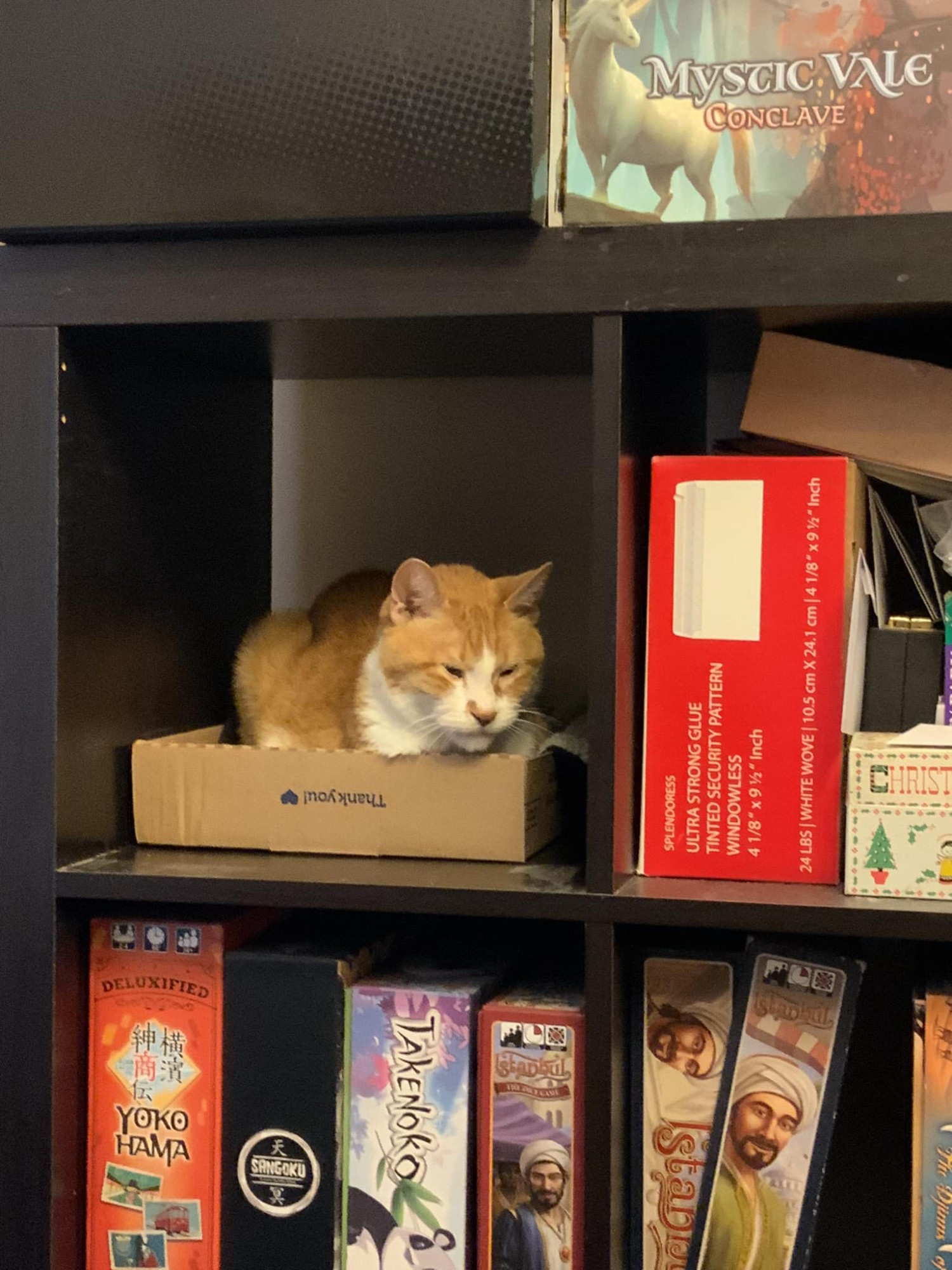 cat named Mango chilling in the Cat Cubby