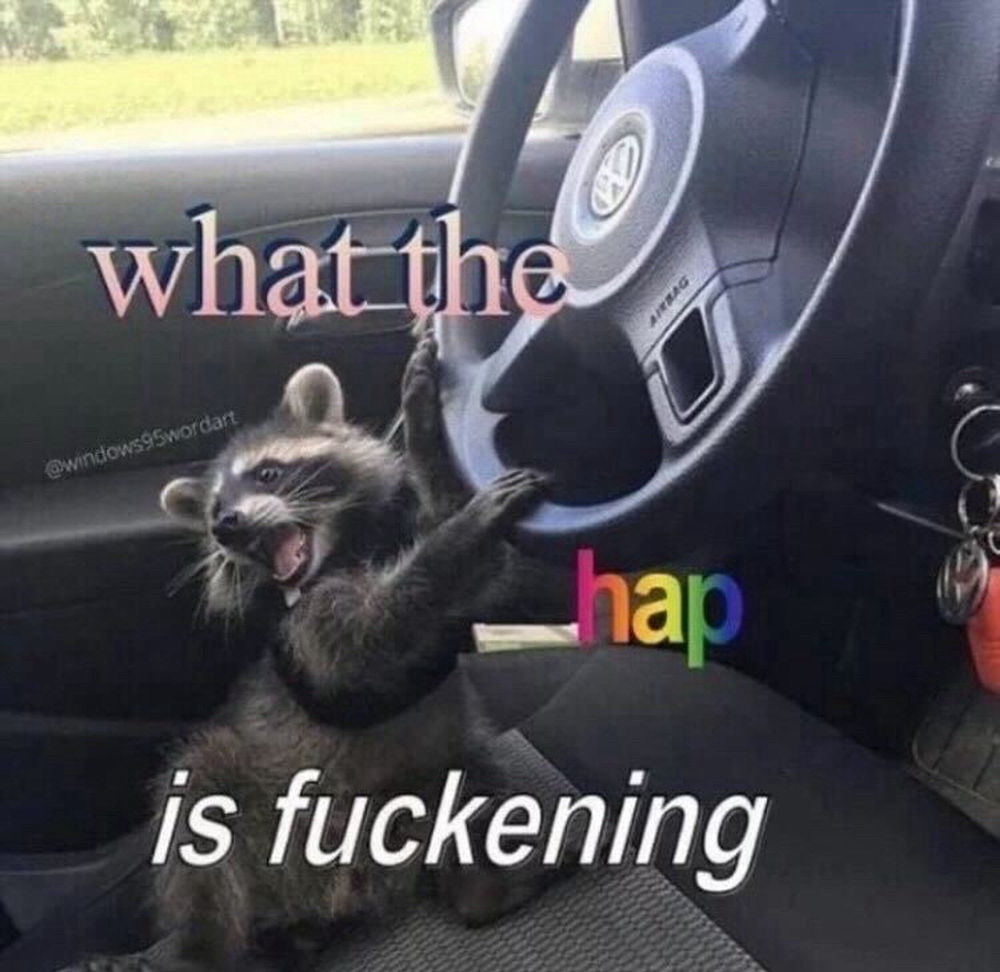 A racoon in a car with the text: what the hap is fuckening