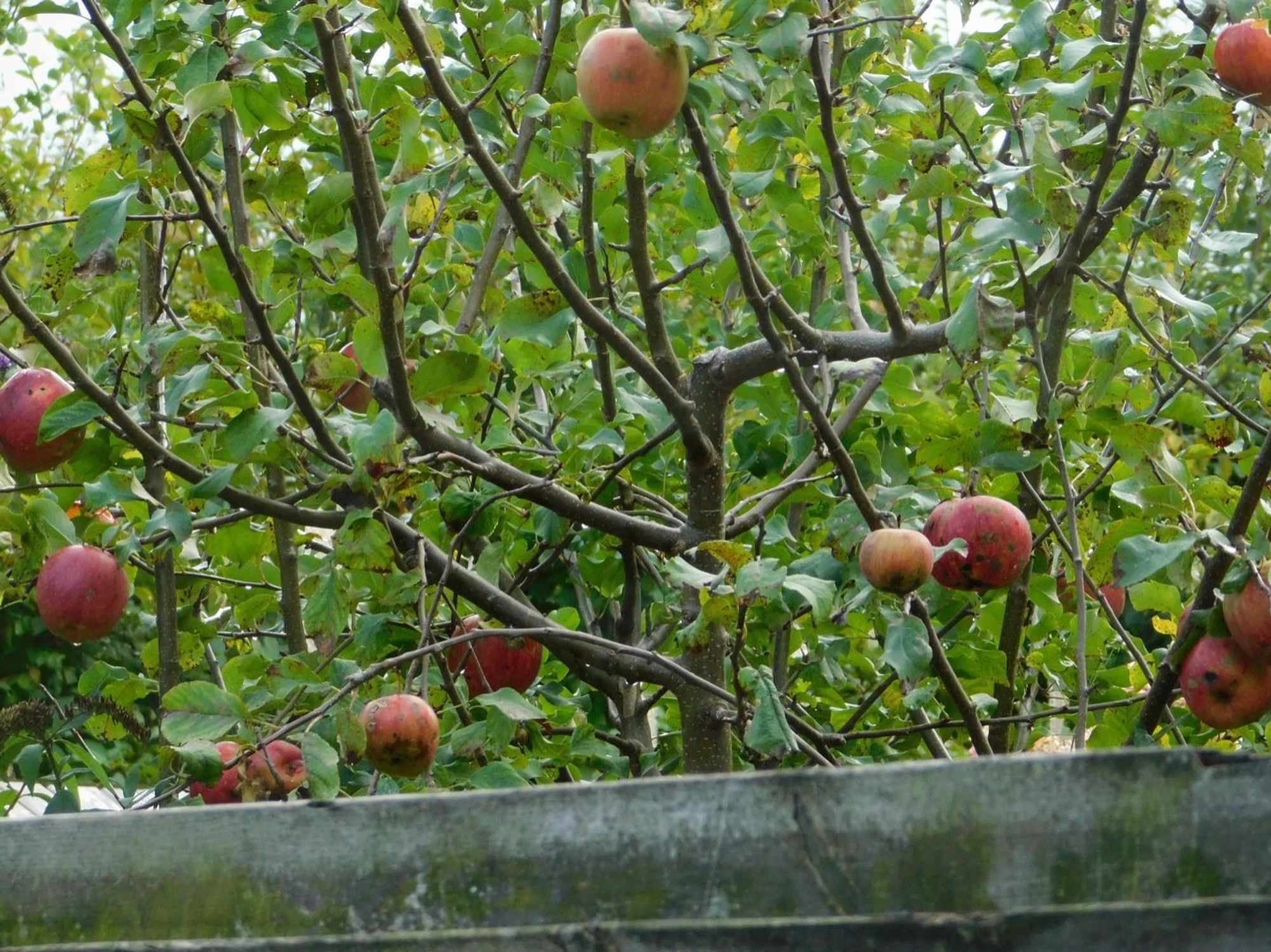 De buurman heeft een appelboom