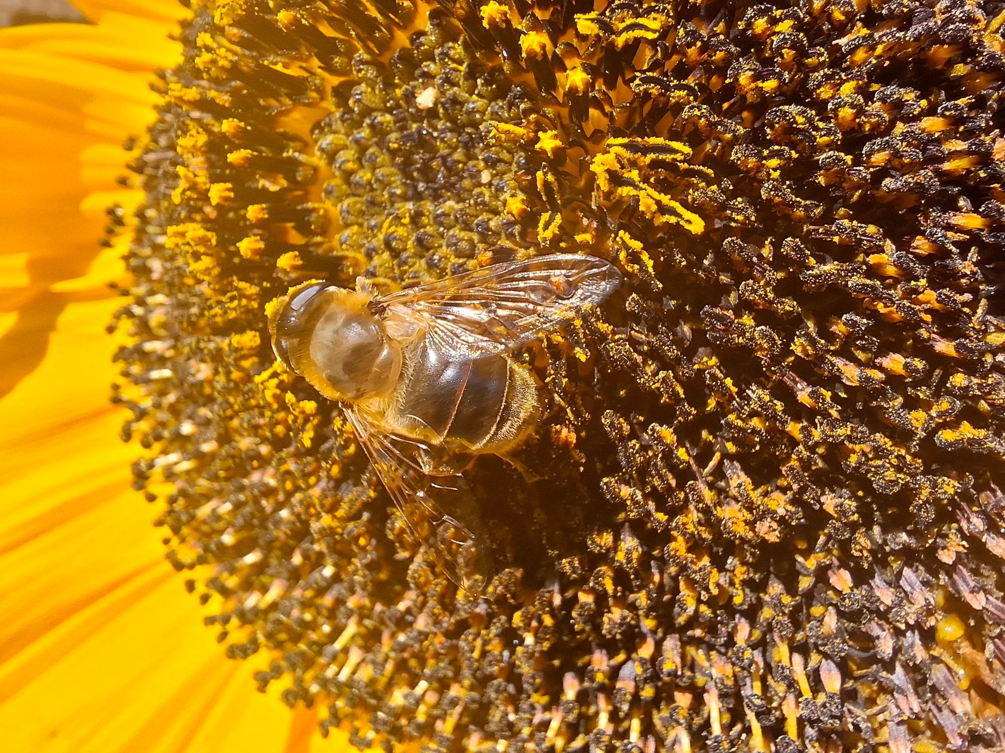 Bijtje in de zon