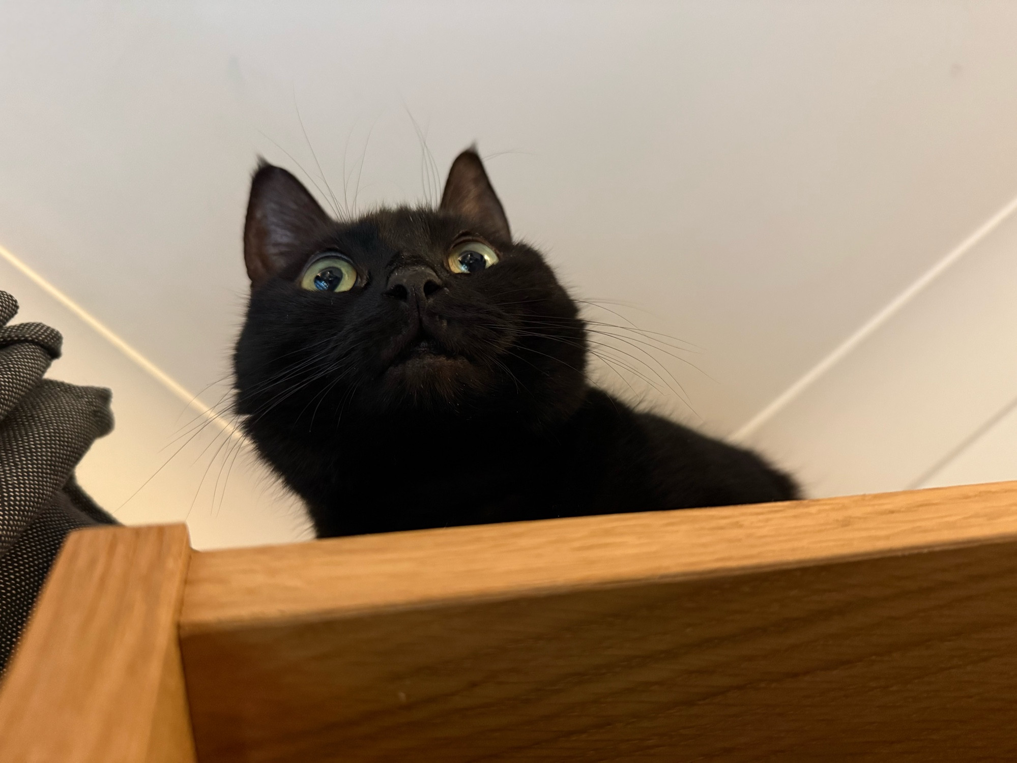 Black cat sitting on top of a tall bookcase, viewed from below. 