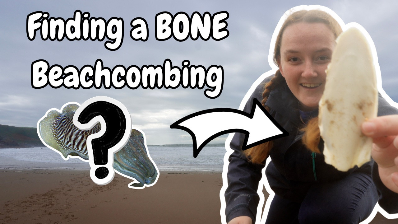 YouTube thumbnail of me holding up a mysterious bone I found whilst beach combing