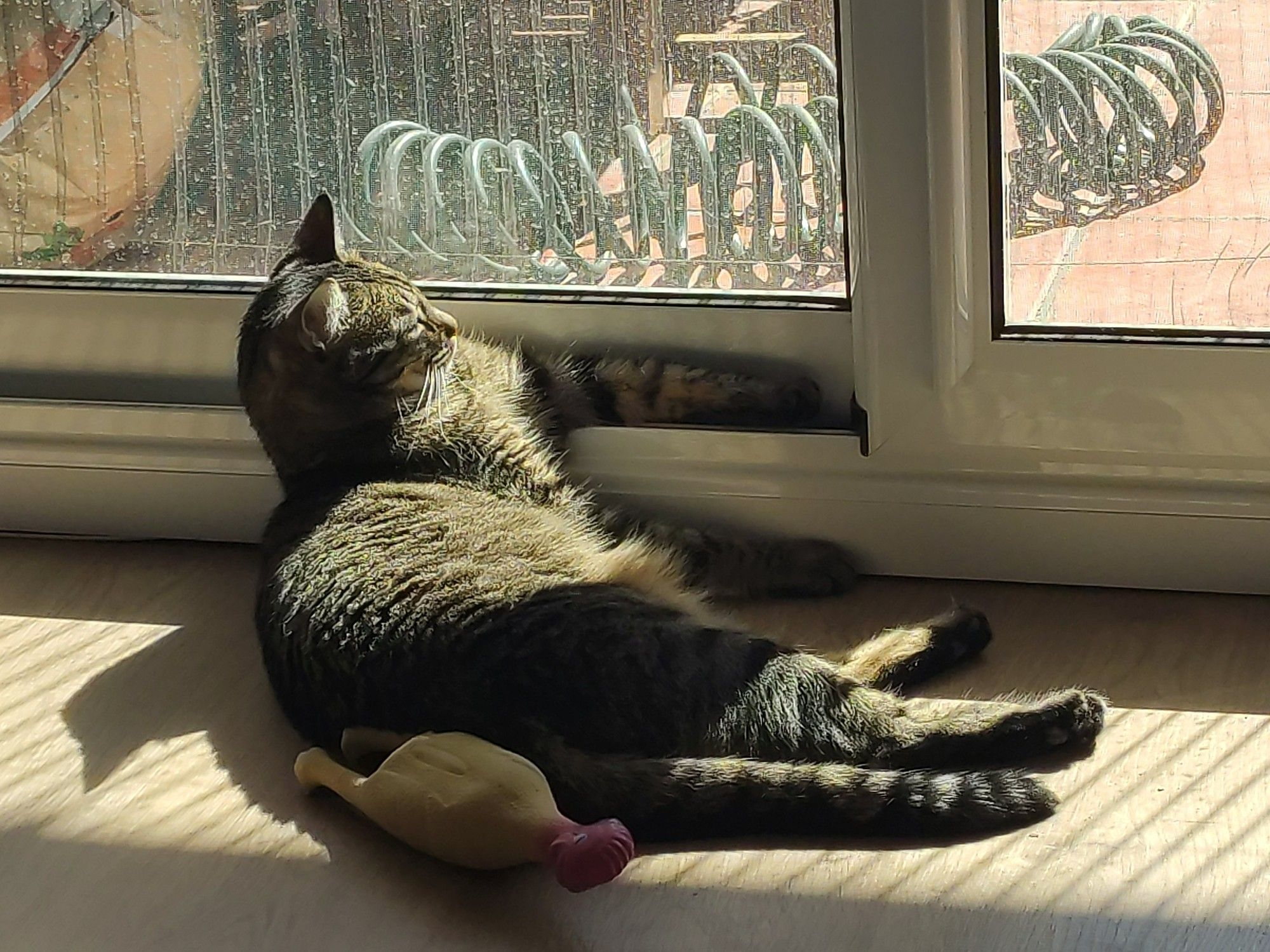 Mi gata Zelda tumbada al sol