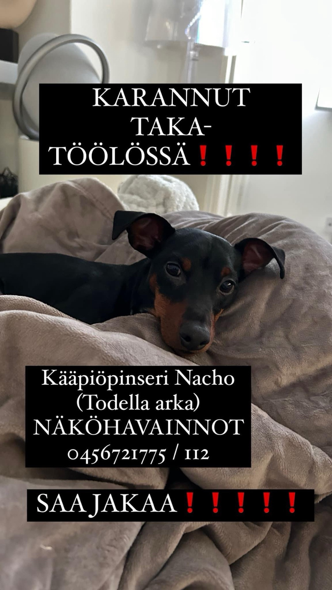 Kadonnut Taka-Töölöstä arka kääpiöpinseri nimeltään Nacho