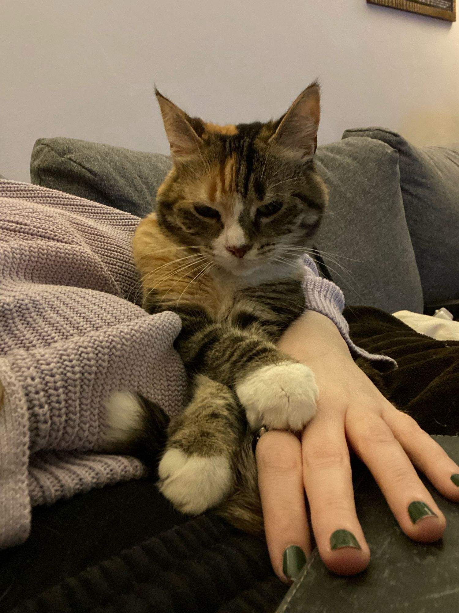 Bep, a brown ginger and white calico kitty, sitting in the corner of her humans arm. She has her front paws crossed.